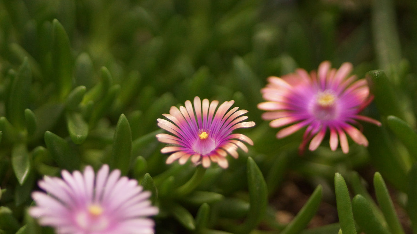 Delosperma Hybride 'Eye of the Tiger' - Mittagsblume