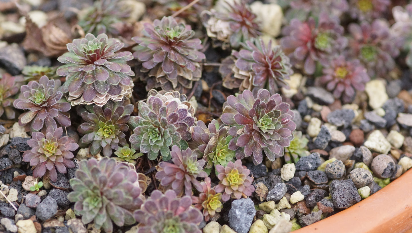 Androsace sempervivoides 'Susan Joan' - Zwergiger Tibet-Mannsschild