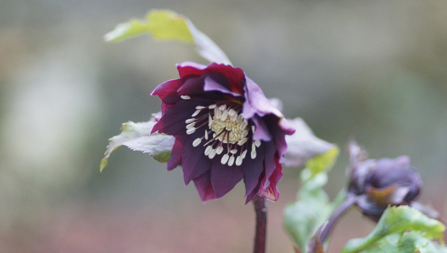 Helleborus orientalis 'Double Ellen Purple' - Lenzrose