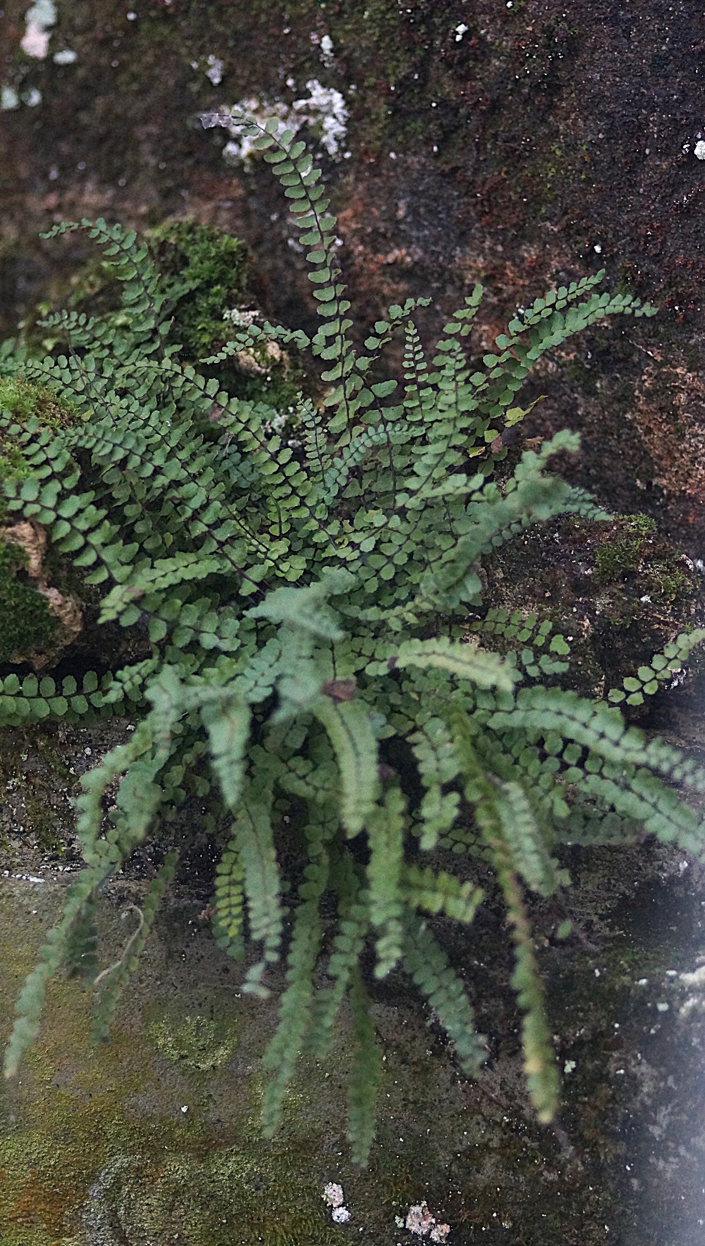 Asplenium trichomanes - Braunstieliger Streifenfarn