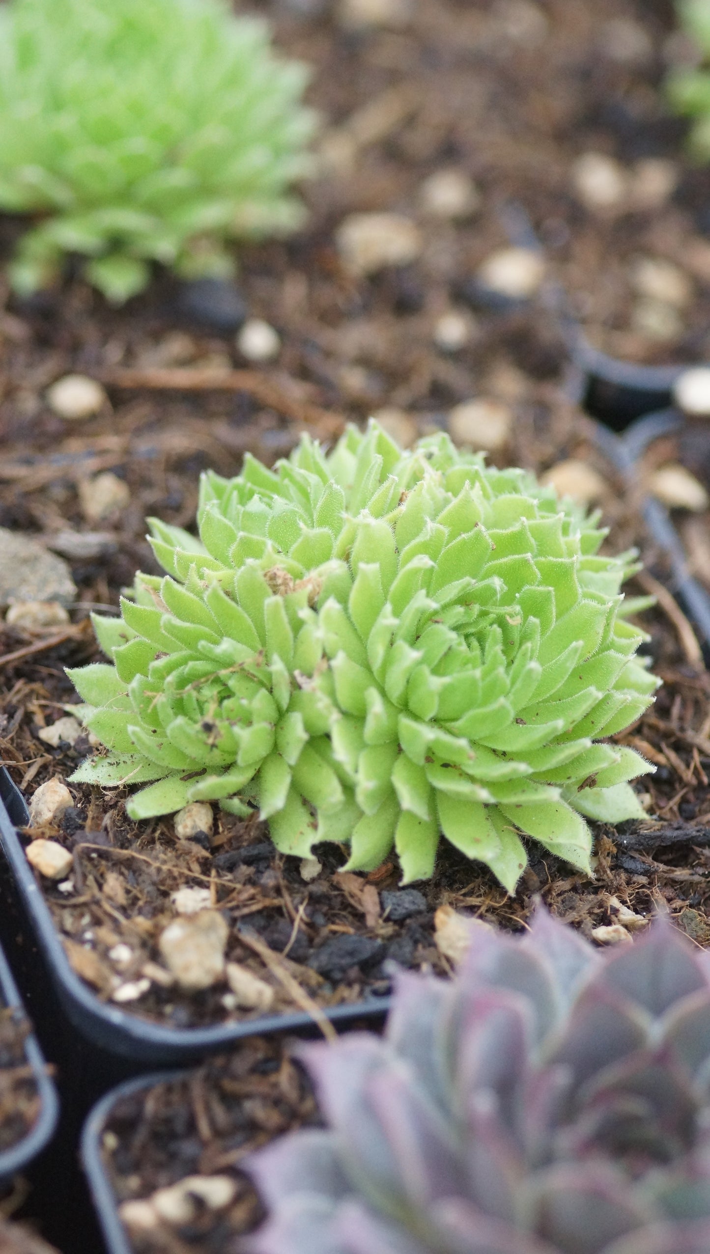 Sempervivum Hybride 'Quatsch' - Hauswurz