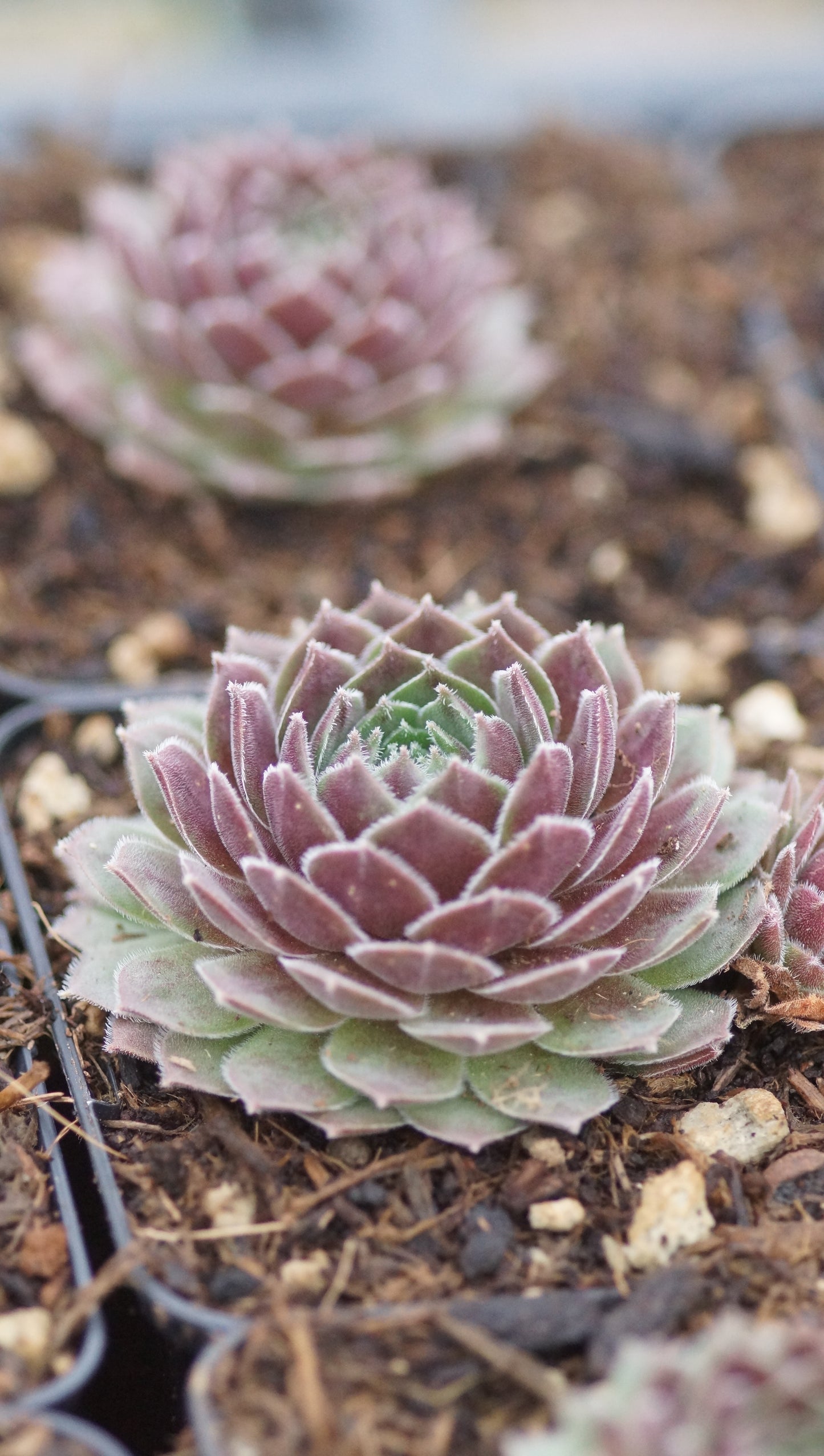 Sempervivum Hybride 'Director Jacobs' - Hauswurz