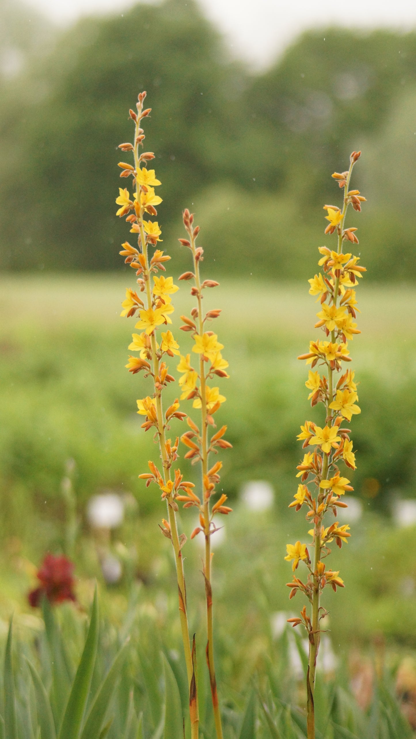 Wachendorfia thyrsiflora - Sumpf-Schmetterlingslilie