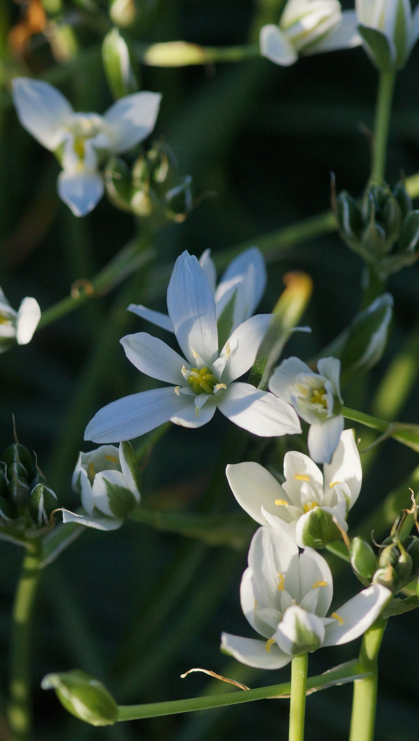 Ornithogalum umbellatum - Dolden-Milchstern
