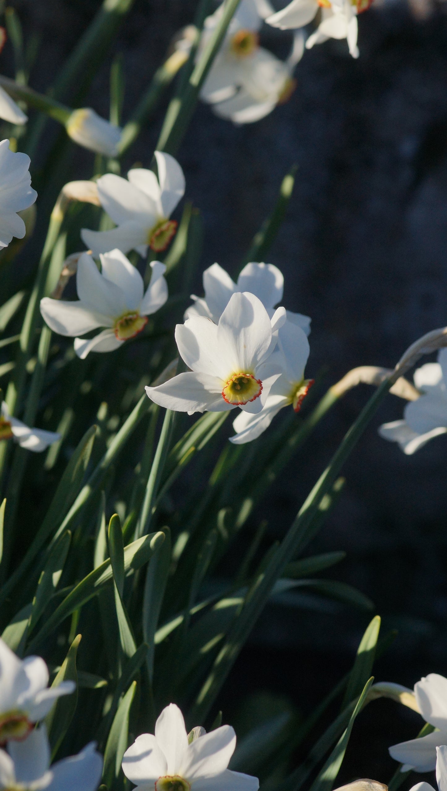 Narcissus poeticus var. recurvus - Pfauenaugen-Narzisse