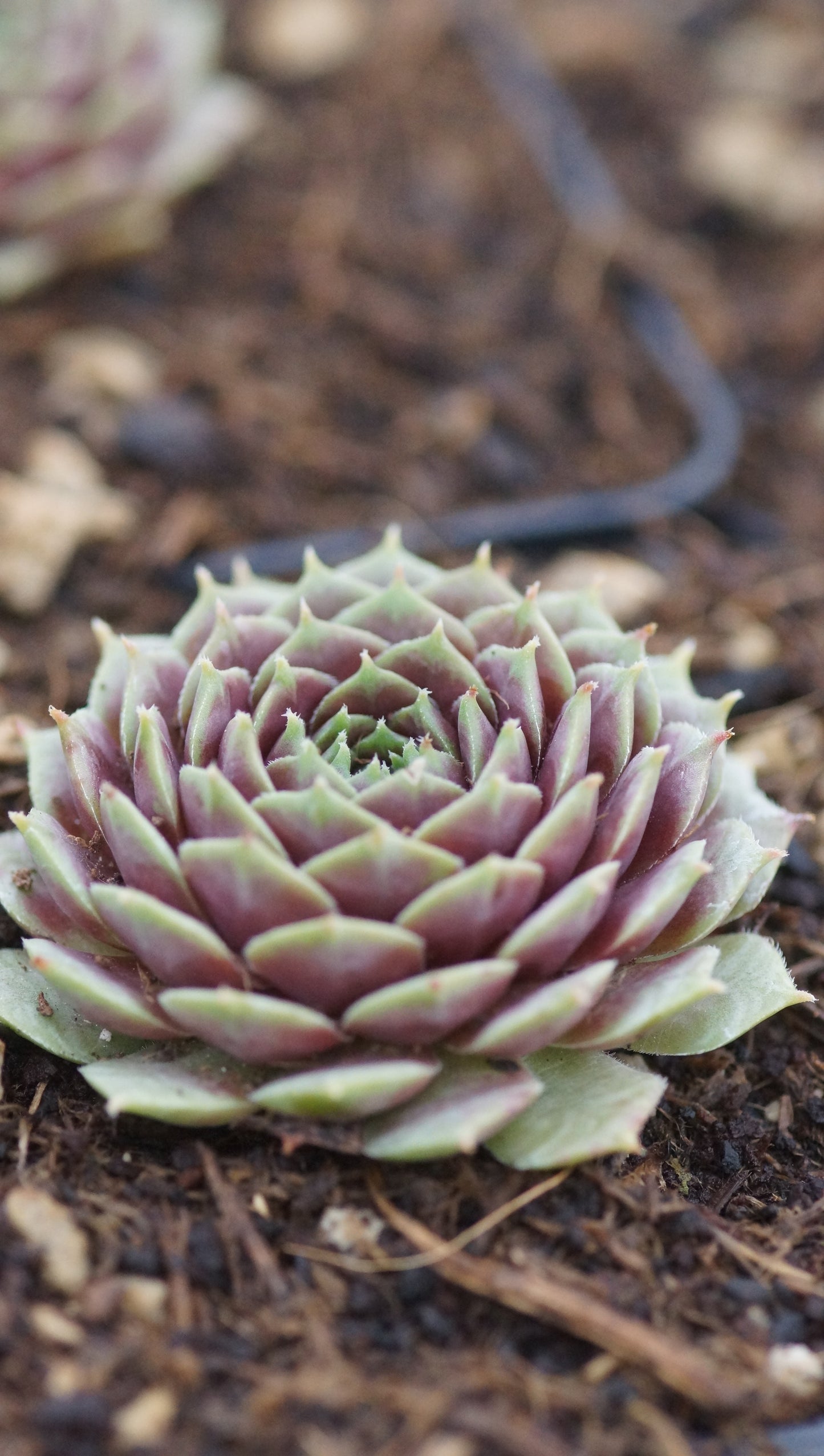 Sempervivum Hybride 'Violaceum' - Hauswurz