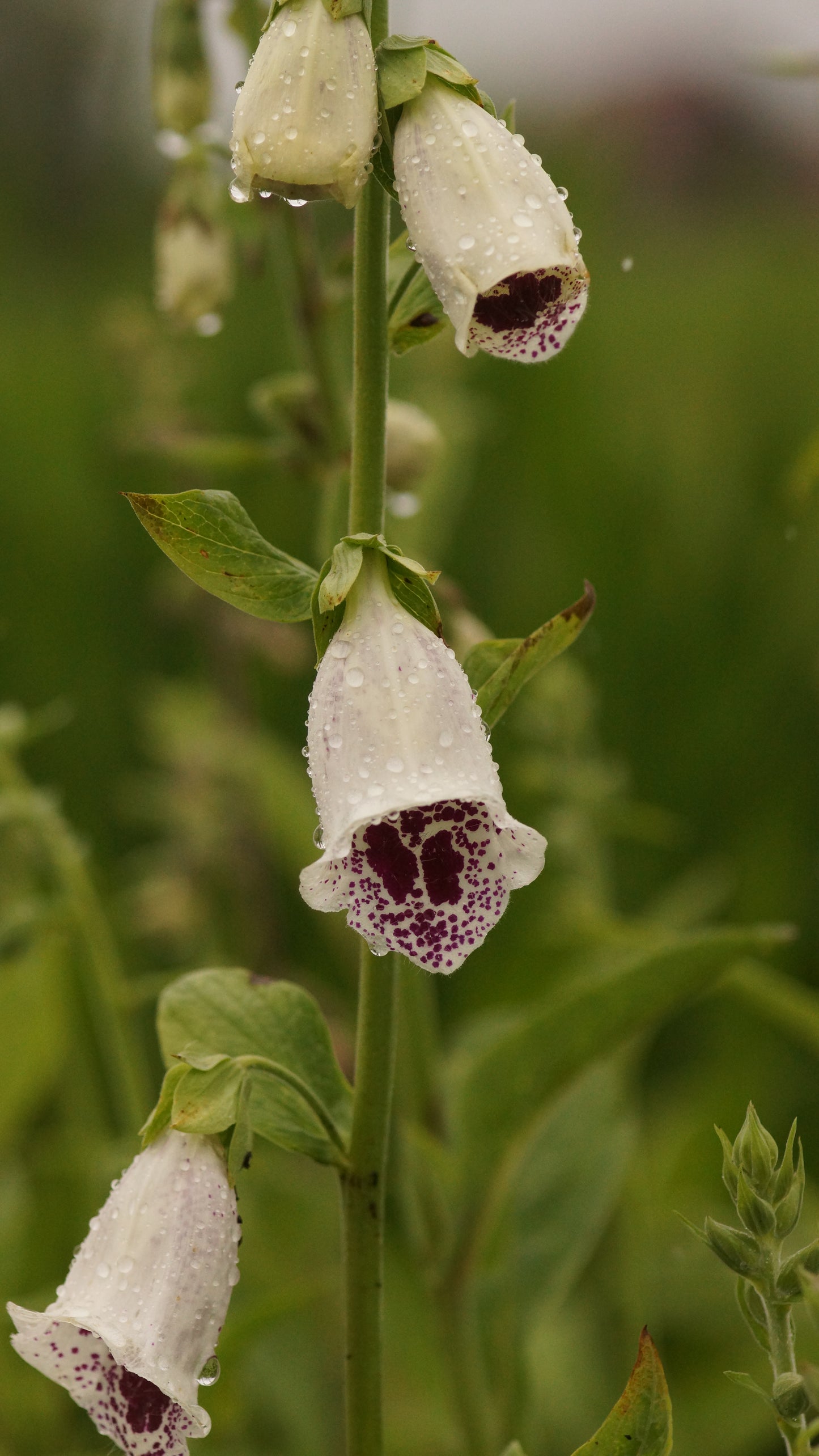 Digitalis purpurea 'Pam's Choice' - Fingerhut