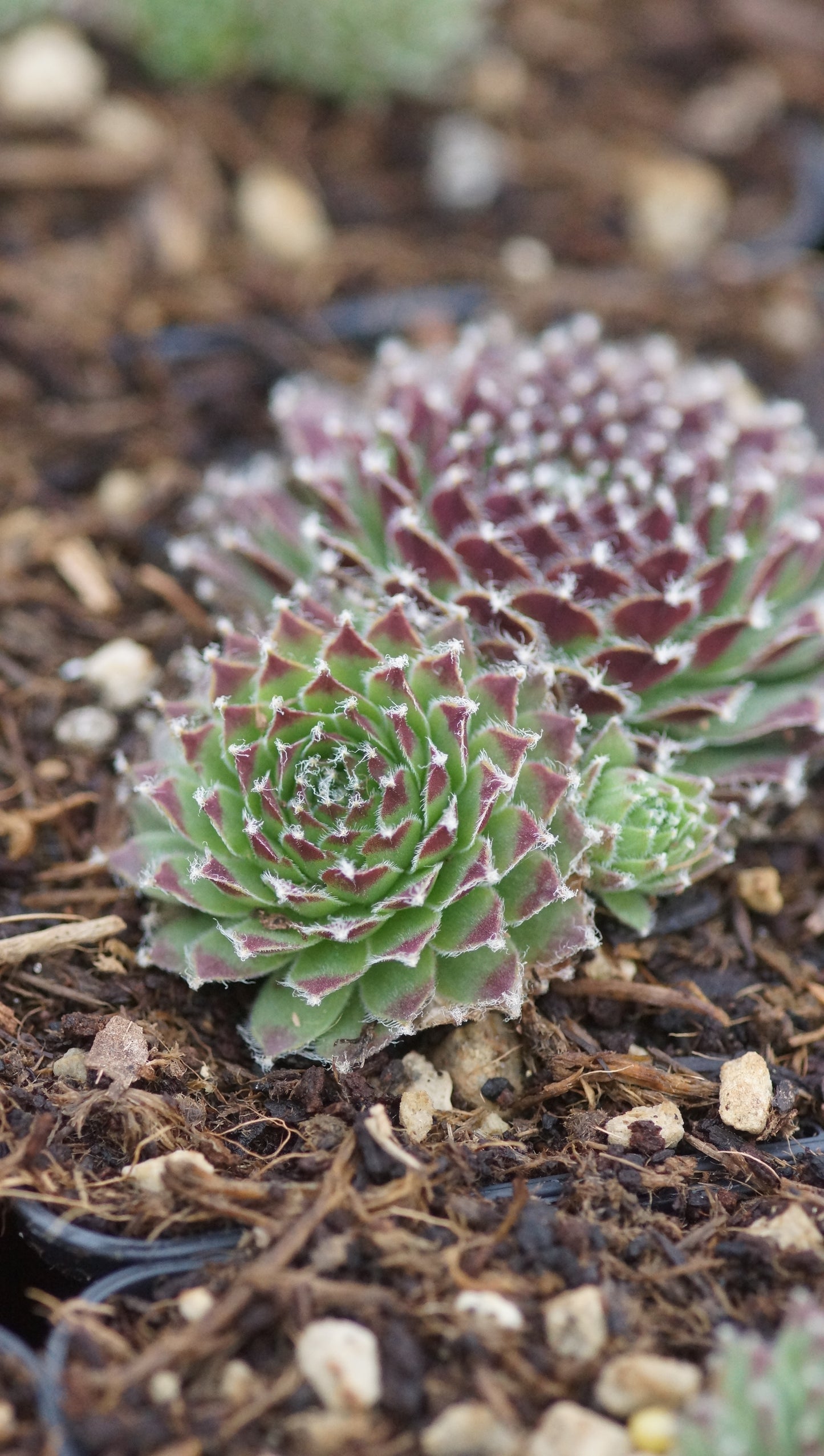 Sempervivum x pseudofunkii - Hauswurz