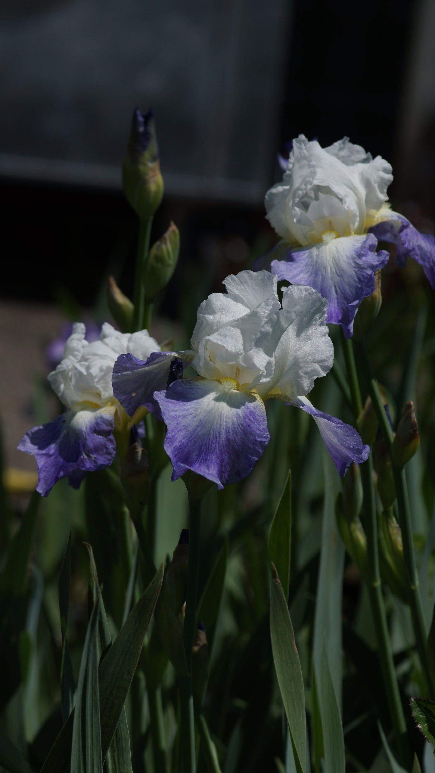 Iris barbata-elatior 'Mission Ridge' - Hohe Bart-Iris