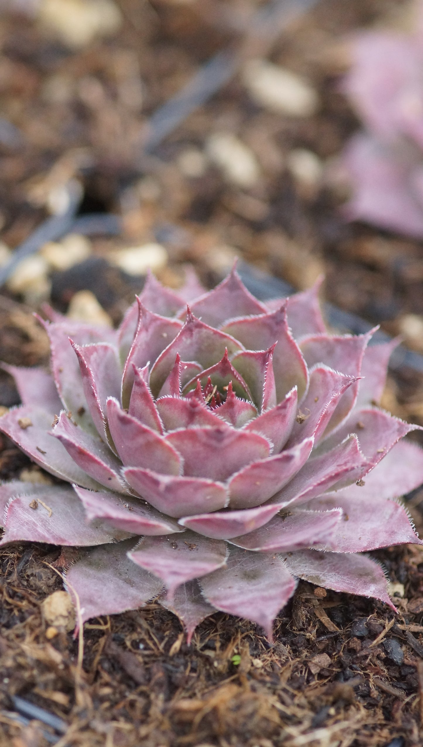 Sempervivum Hybride 'Smaragd' - Hauswurz