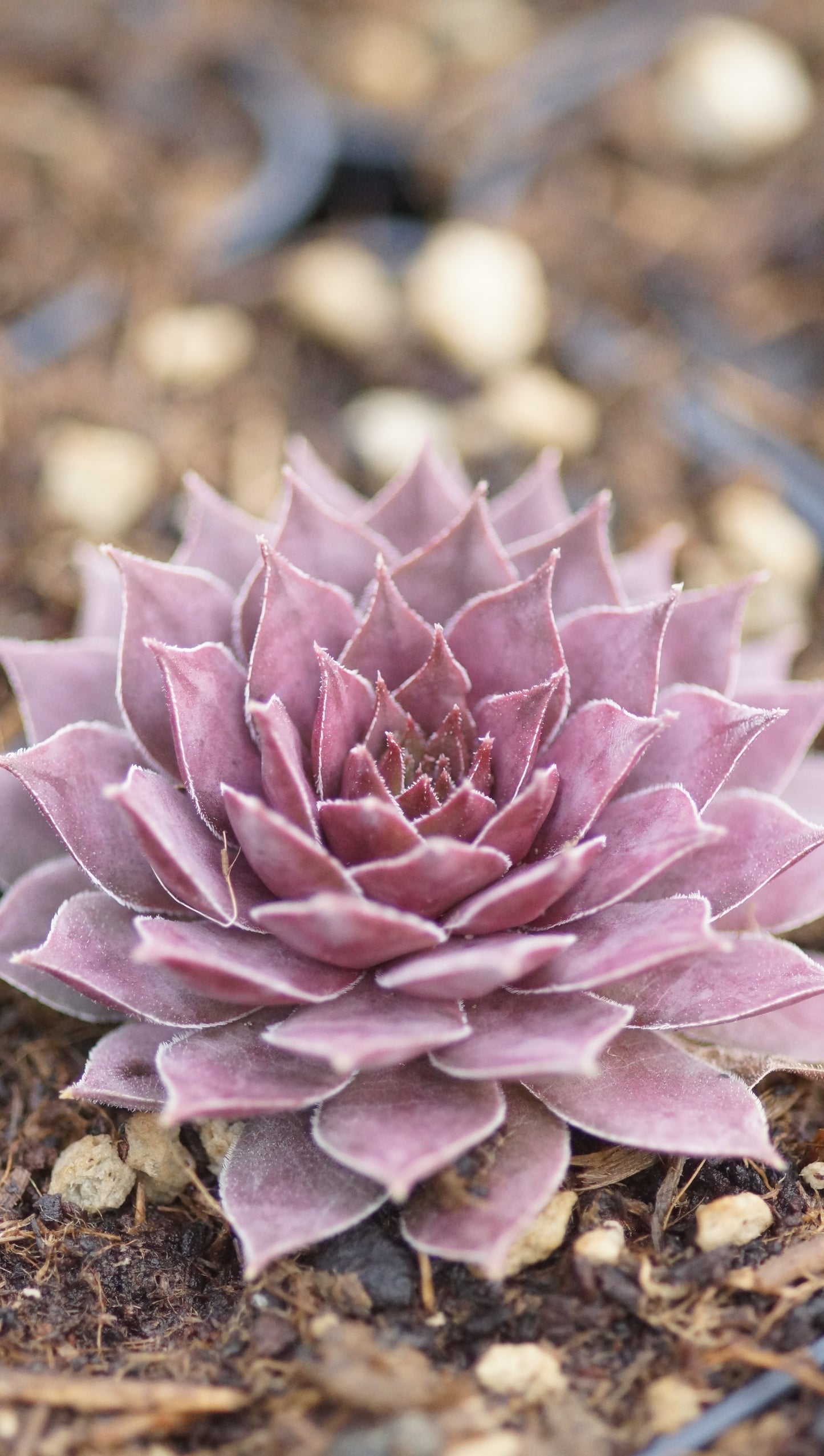 Sempervivum Hybride 'Legolas' - Hauswurz