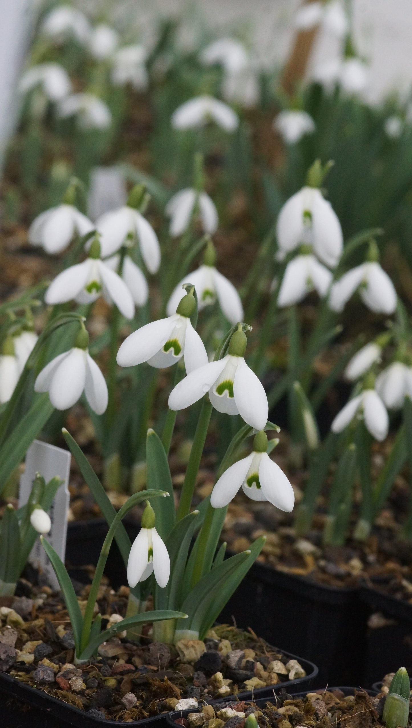 Galanthus nivalis x plicatus 'Sam Arnott' - Schneeglöckchen