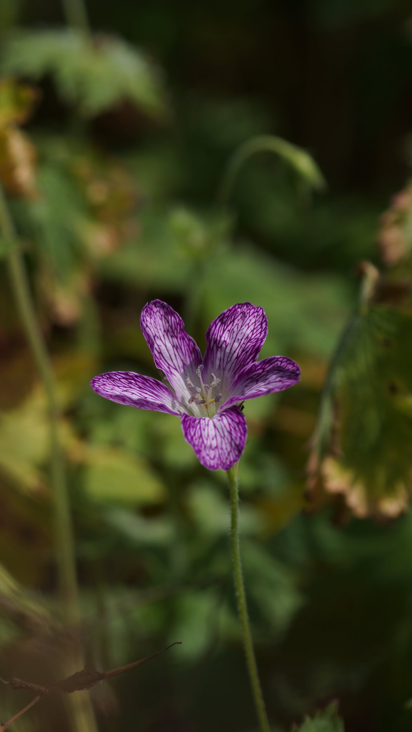 Geranium x oxonianum 'Laura Skelton' - Storchschnabel