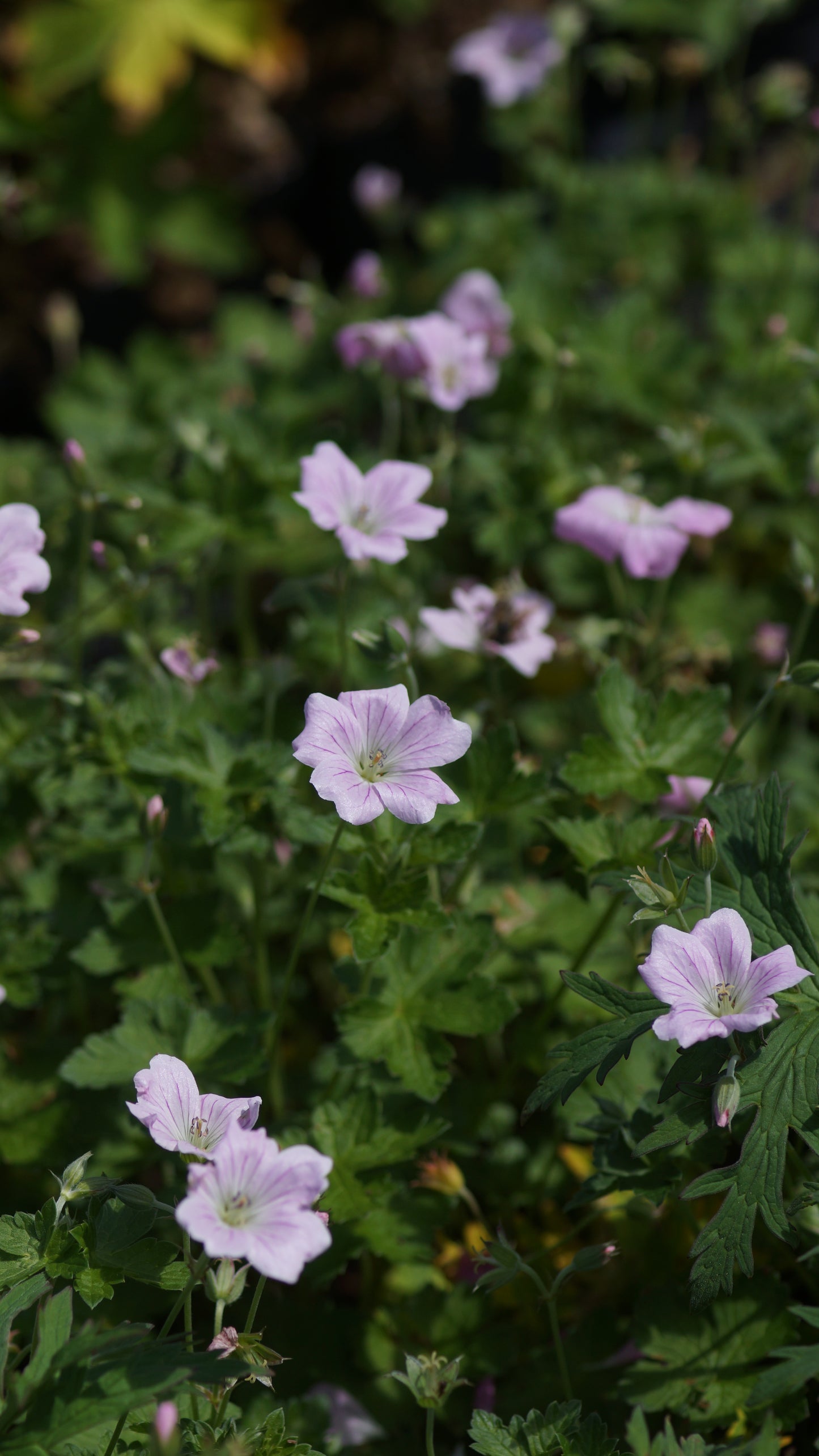 Geranium x Cultorum 'Dreamland' - Storchschnabel