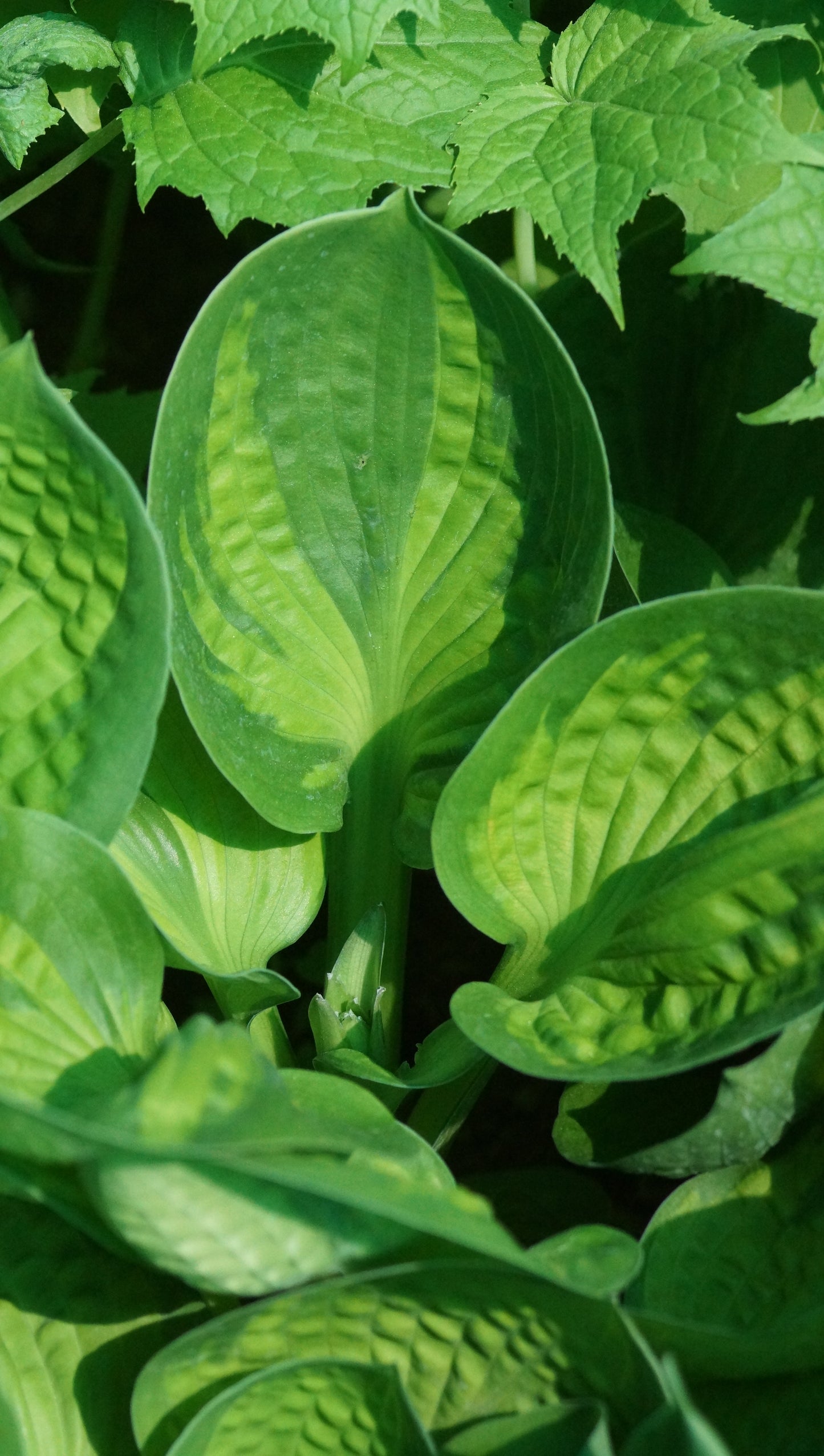 Hosta Hybride 'Rainforest Sunrise' - Funkie