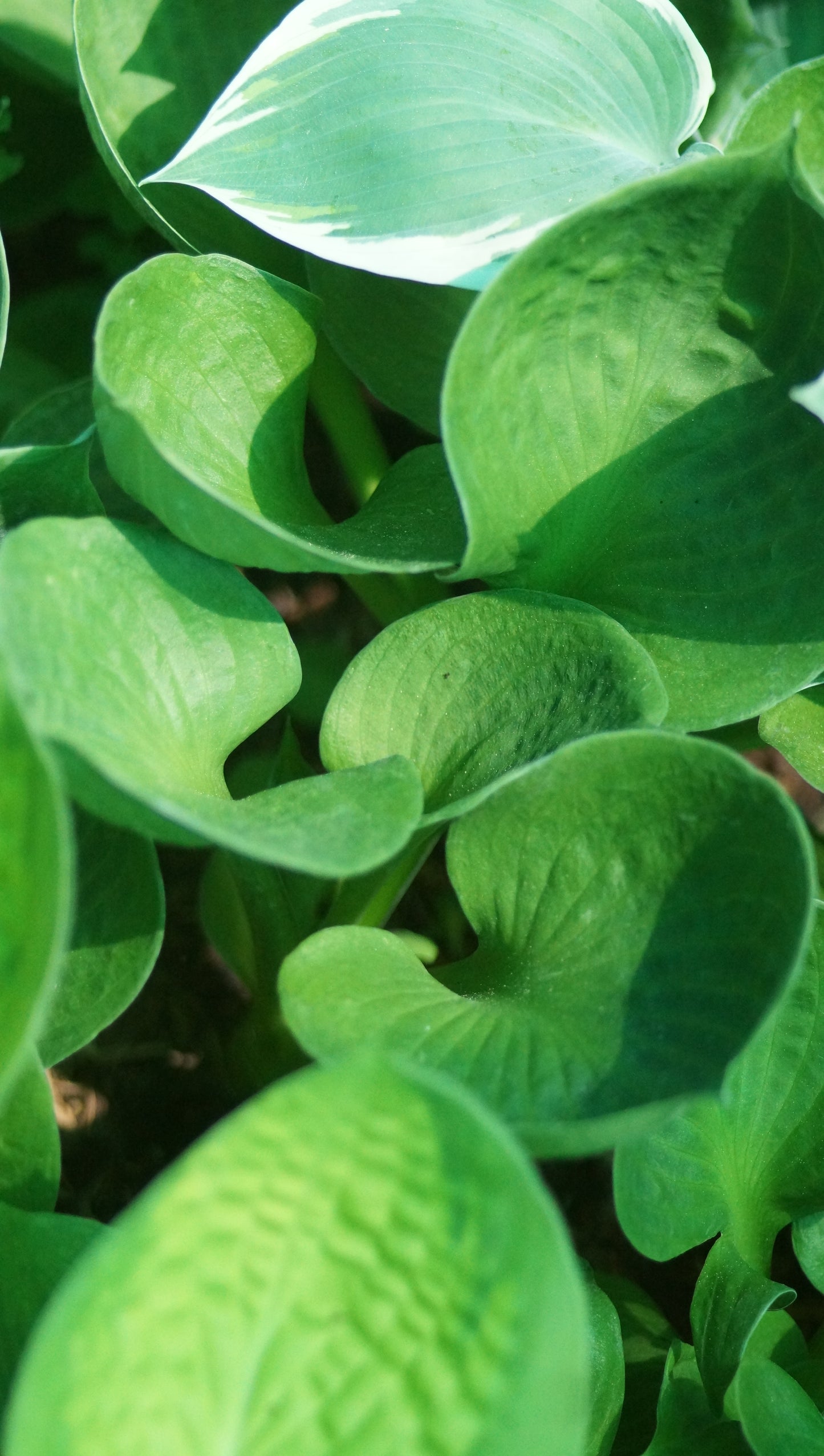Hosta Hybride 'Monster Ears' - Funkie