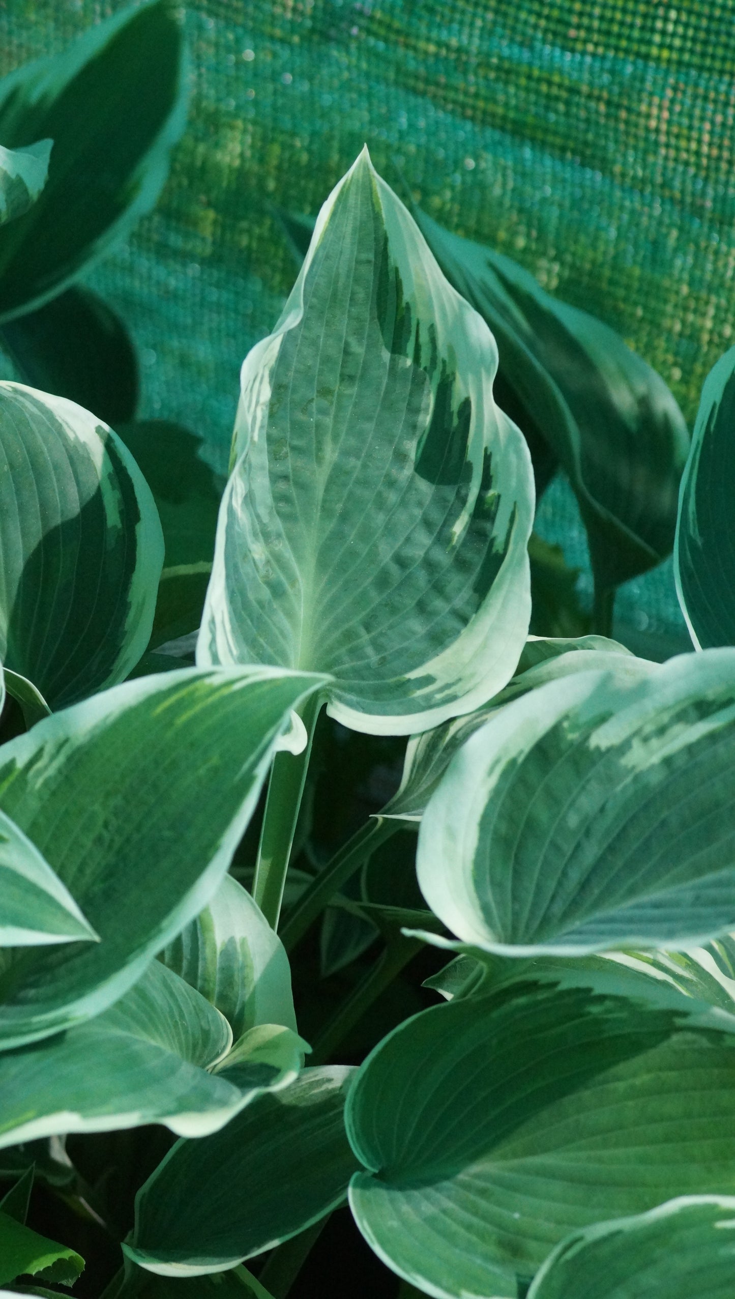 Hosta Hybride 'El Nino®' - Funkie