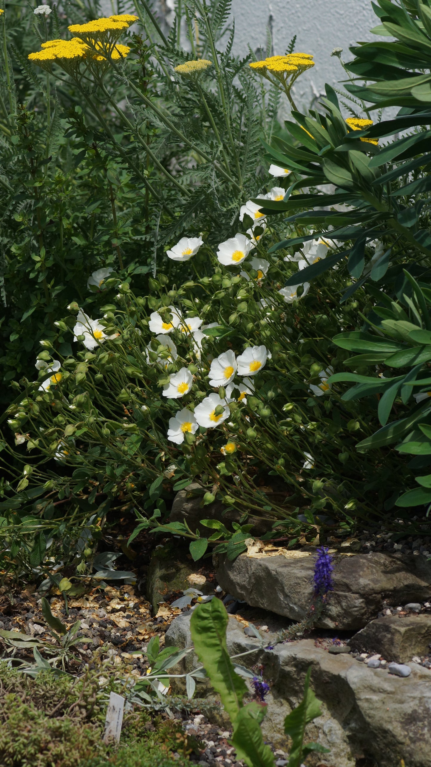 Cistus albanicus - Albanische Zistrose