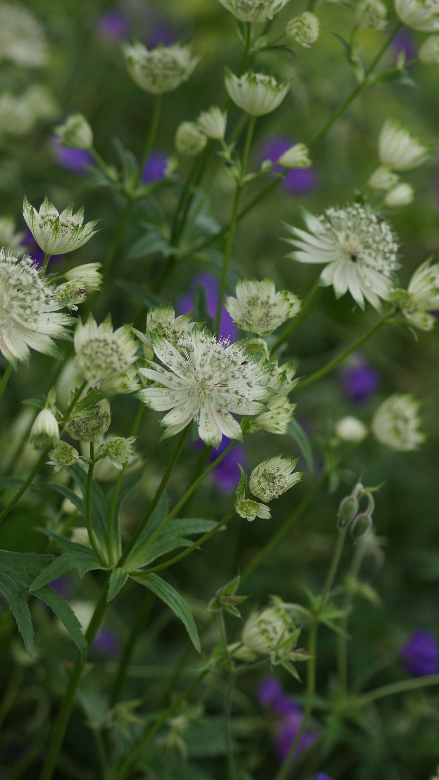 Astrantia major 'Shaggy' - Grosse Sterndolde