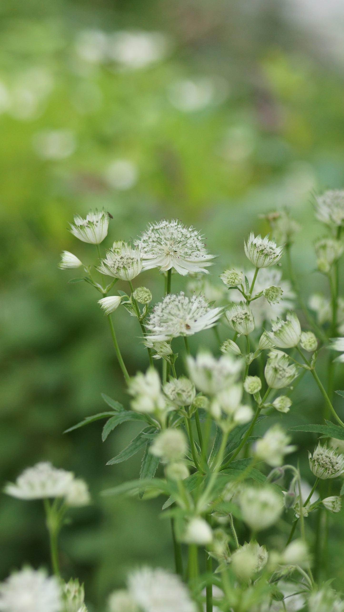 Astrantia major 'Shaggy' - Grosse Sterndolde