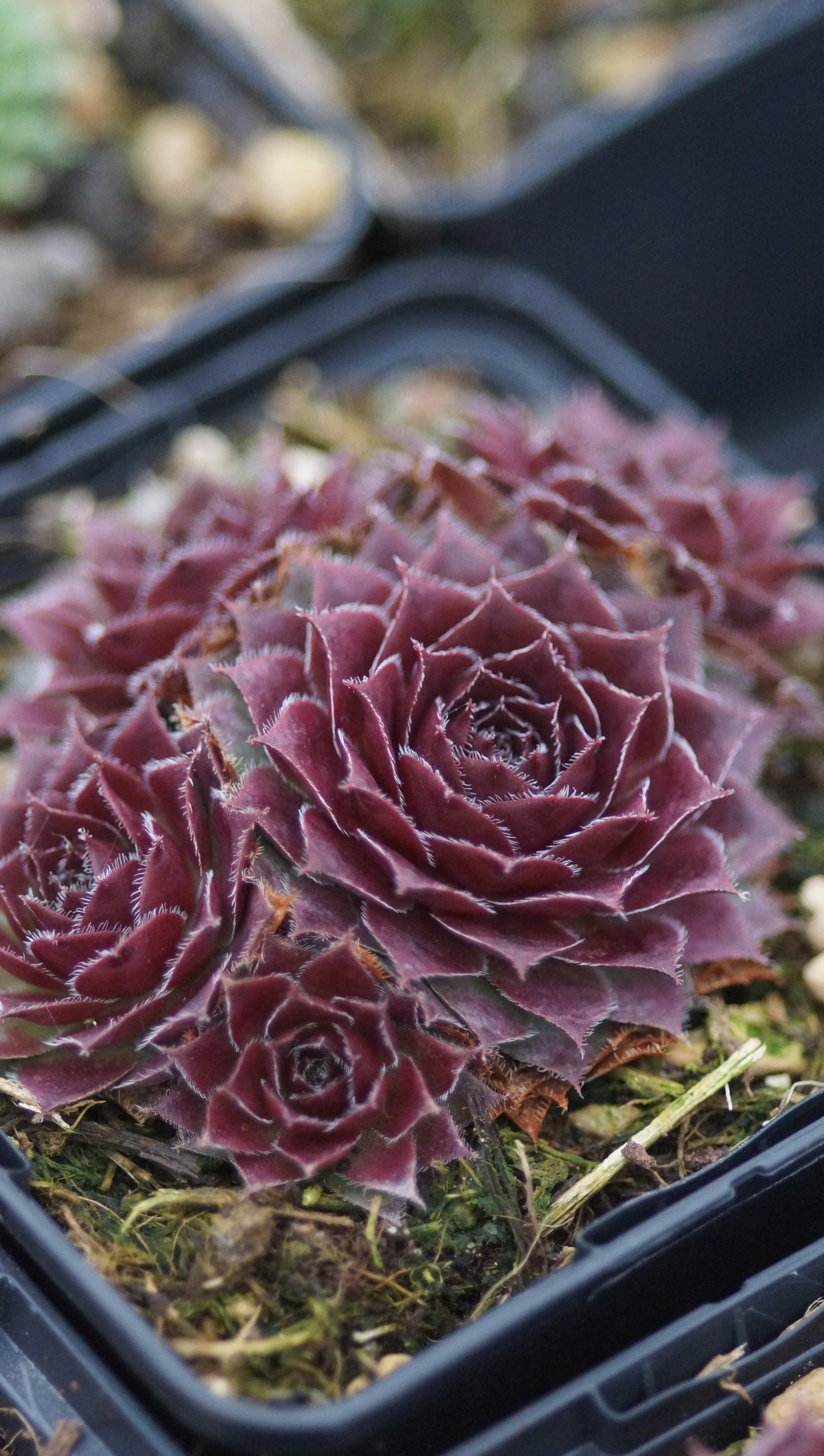 Sempervivum Hybride 'Rubin' - Hauswurz