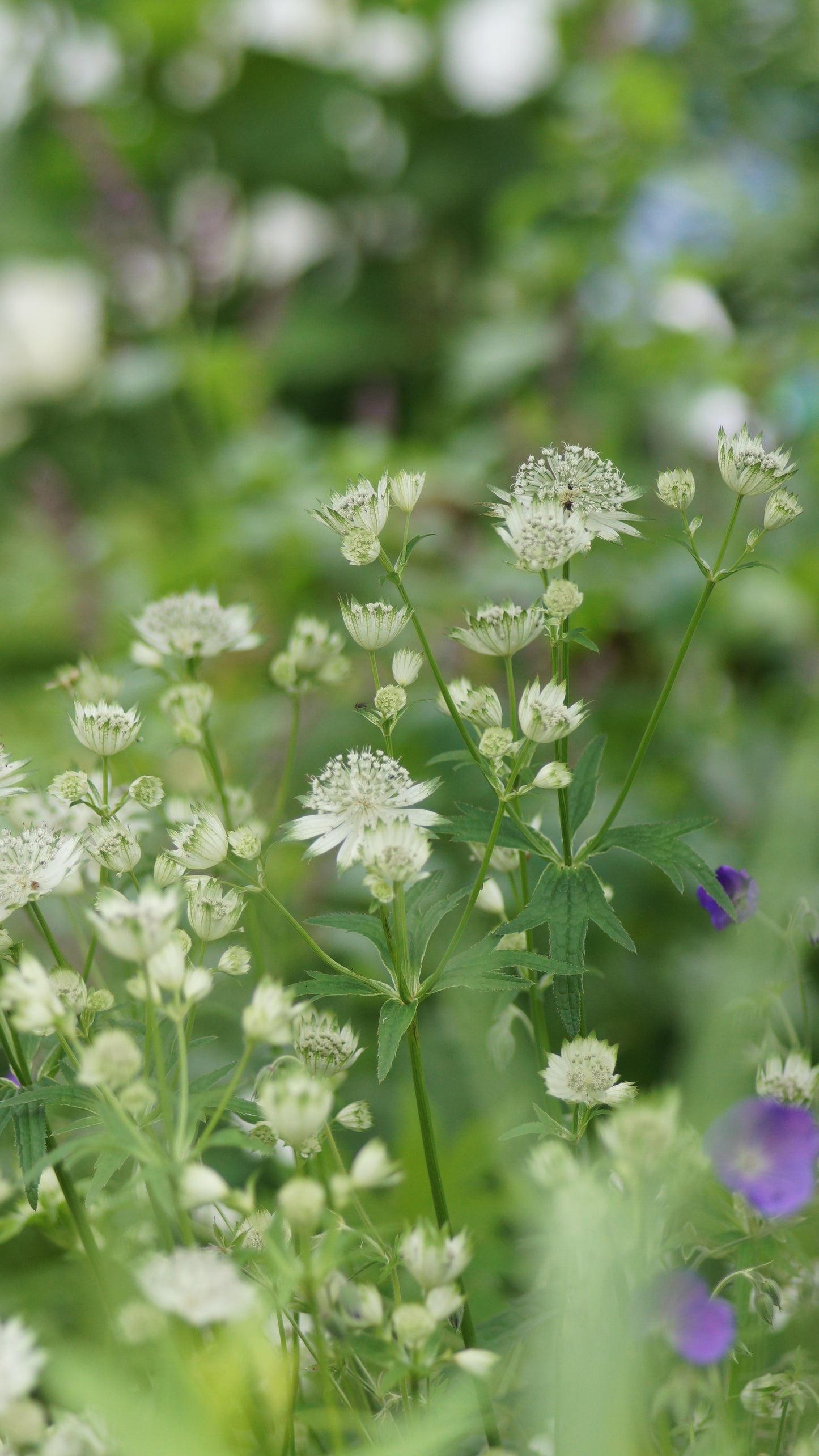 Astrantia major 'Shaggy' - Grosse Sterndolde