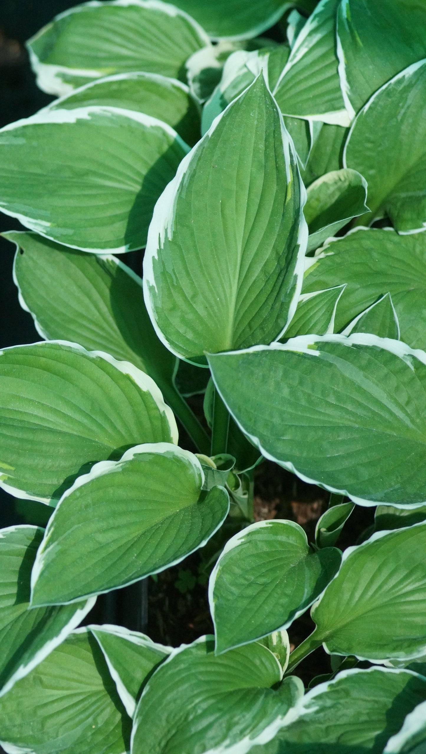 Hosta fortunei 'Francee' - Funkie