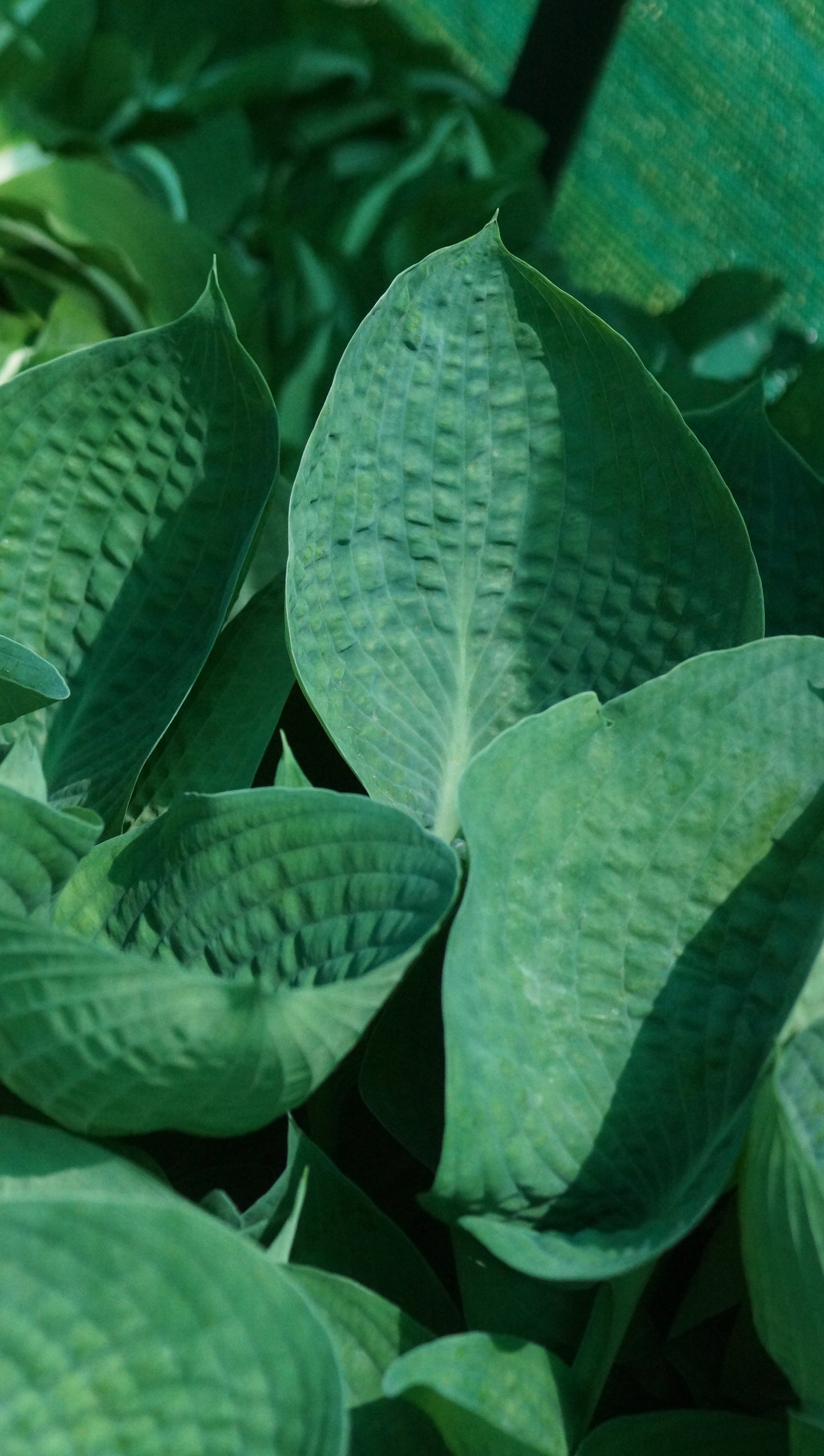 Hosta Hybride 'Abiqua Drinking Gourd' - Funkie