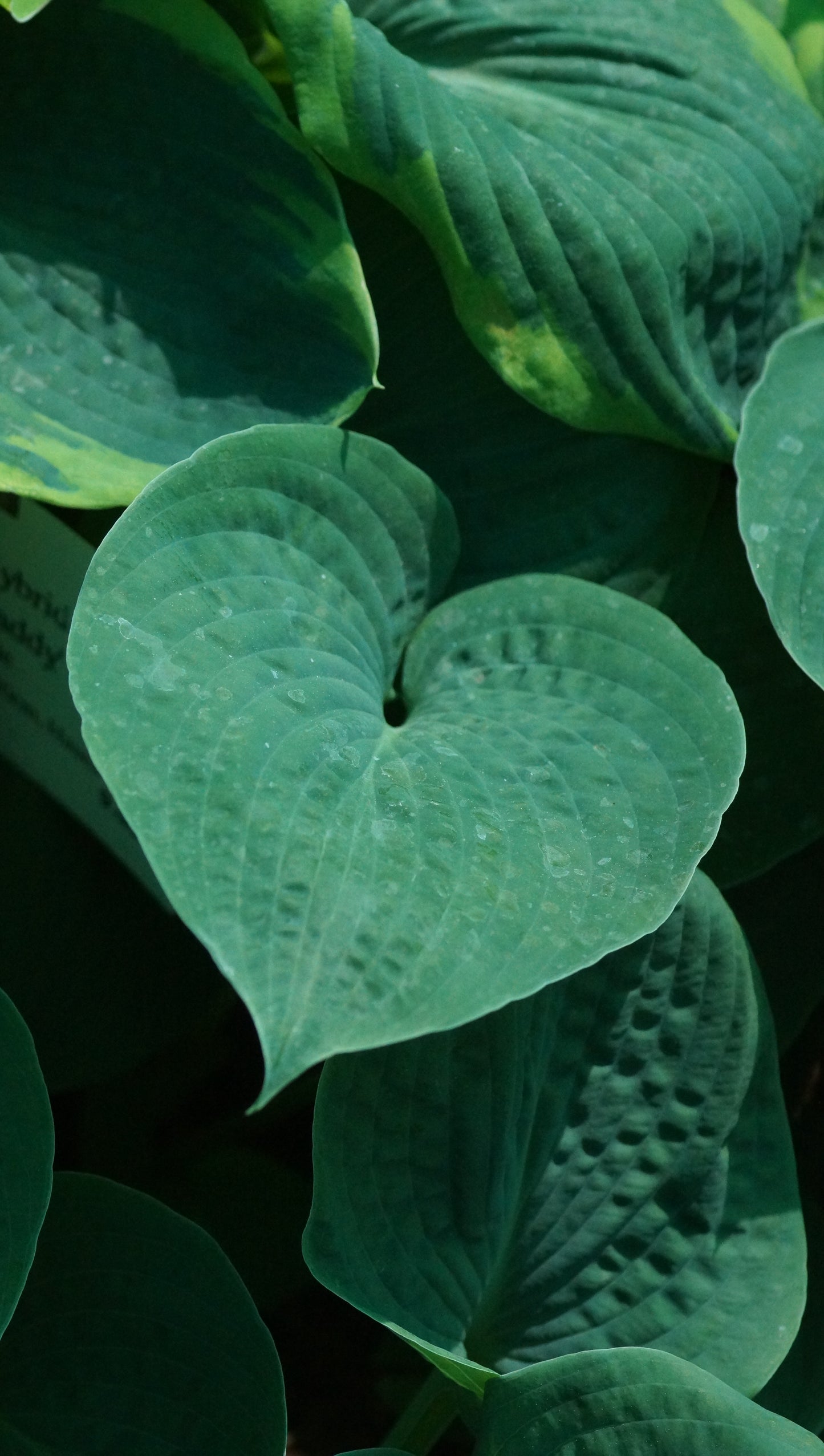 Hosta Hybride 'Big Daddy' - Funkie