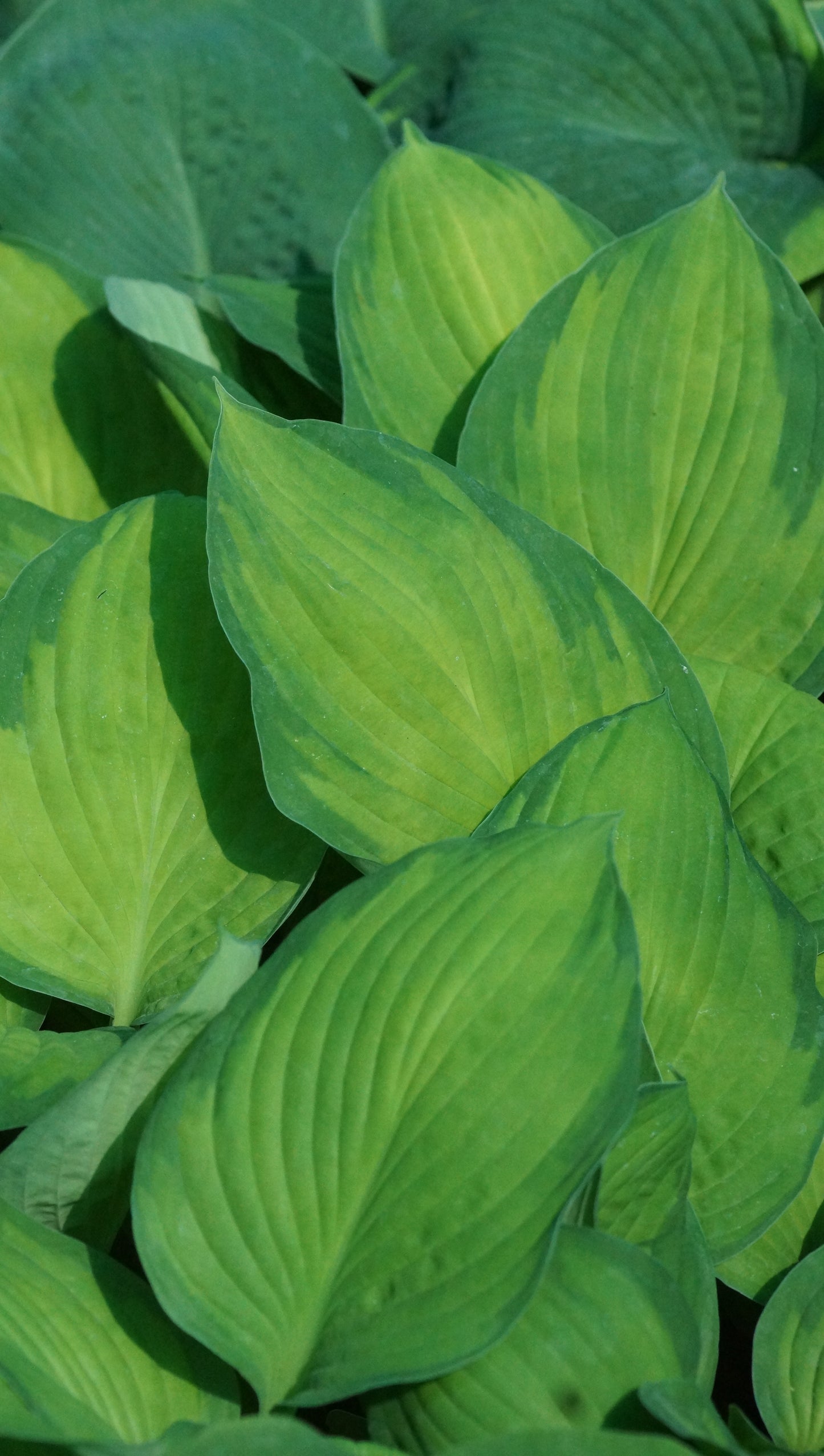 Hosta fortunei 'Gold Standard' - Funkie