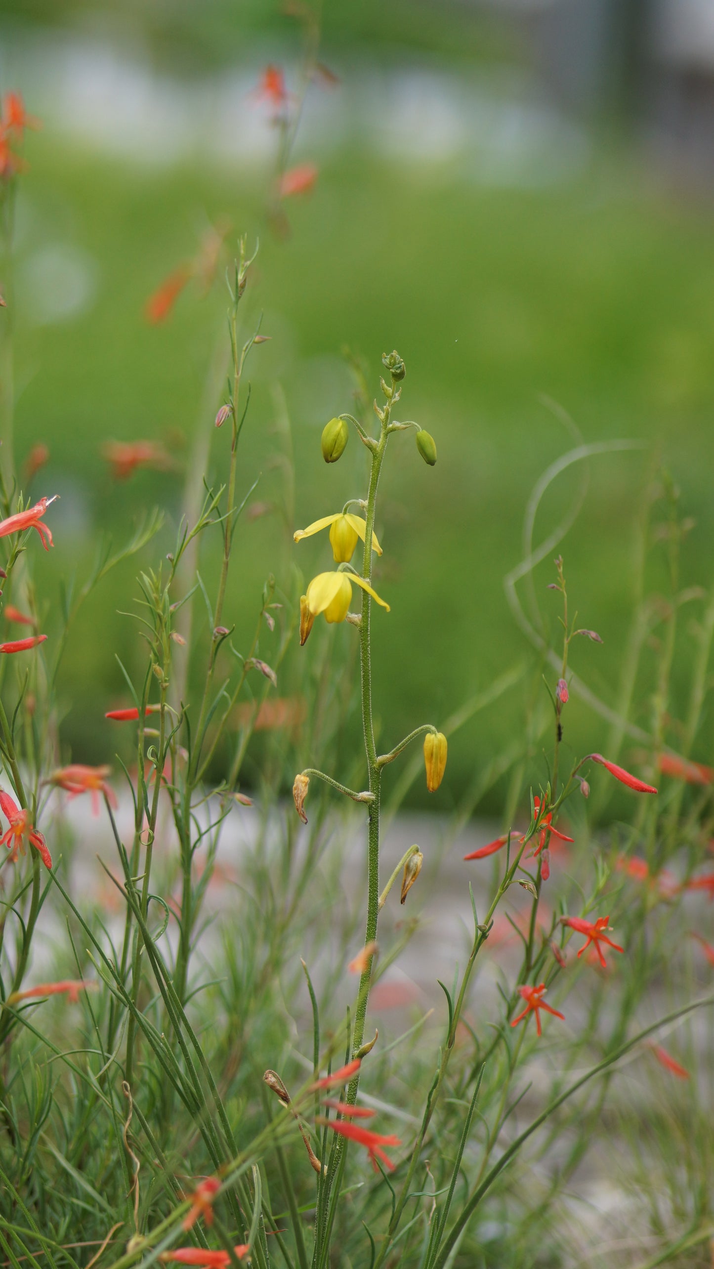 Albuca shawii - Shaws Laternenblume