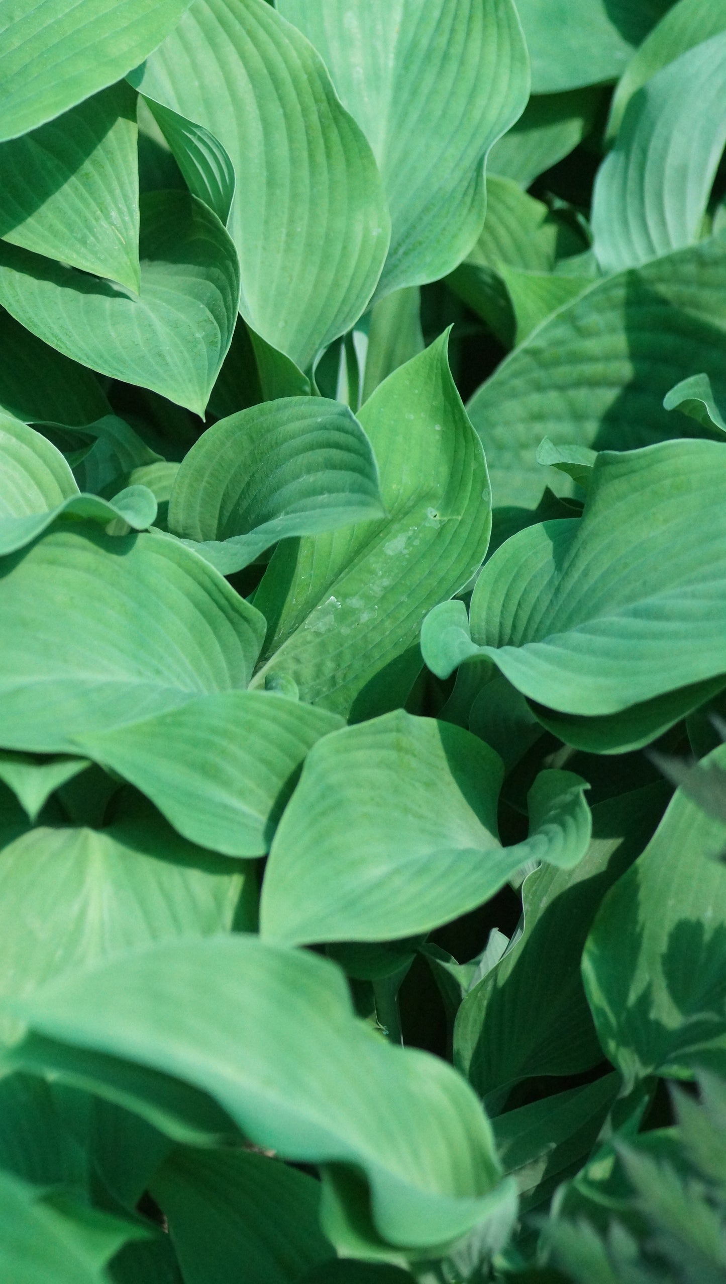 Hosta Hybride 'Krossa Regal' - Funkie