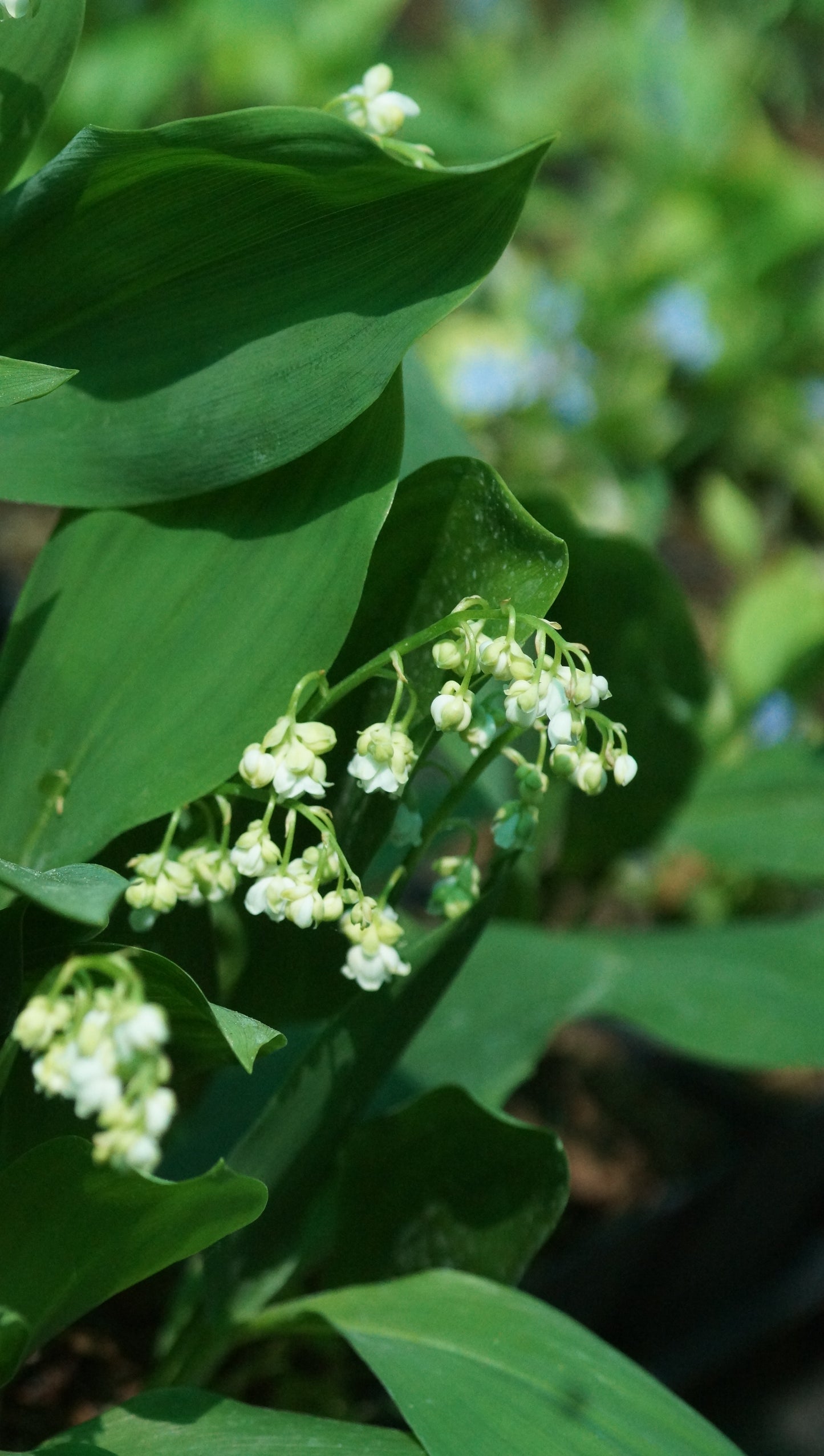 Convallaria majalis 'Prolificans' - Maiglöckchen