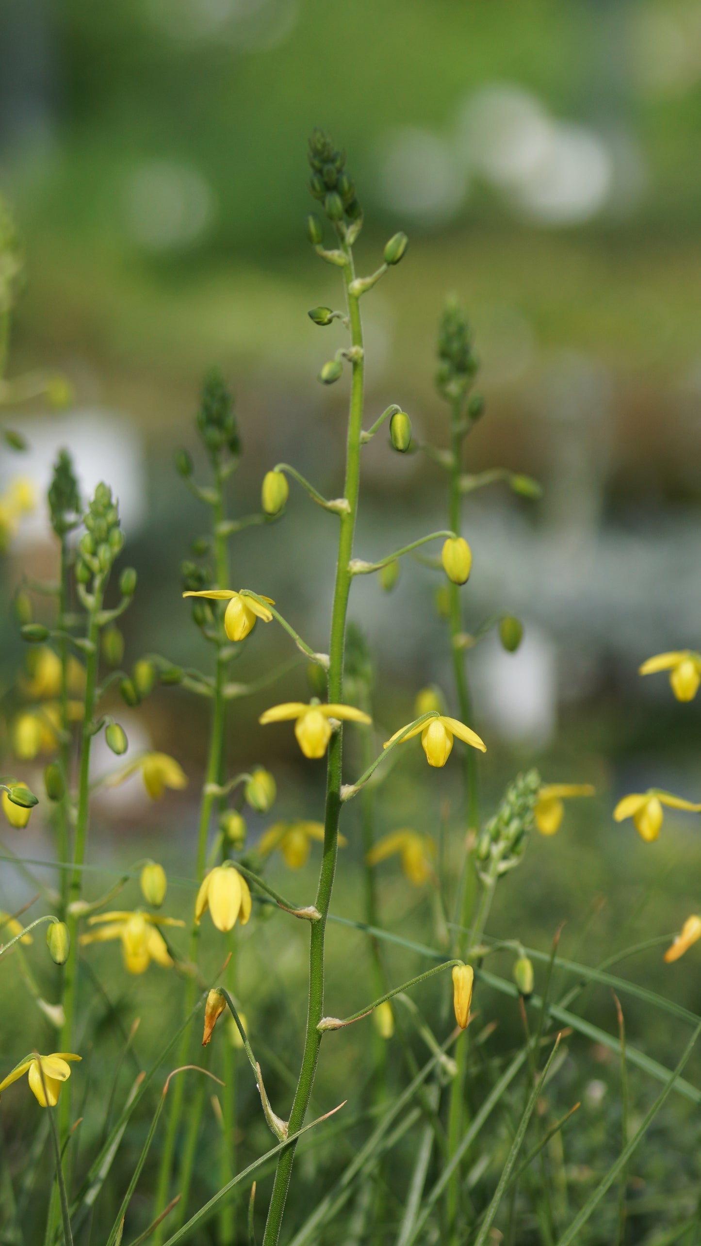 Albuca shawii - Shaws Laternenblume