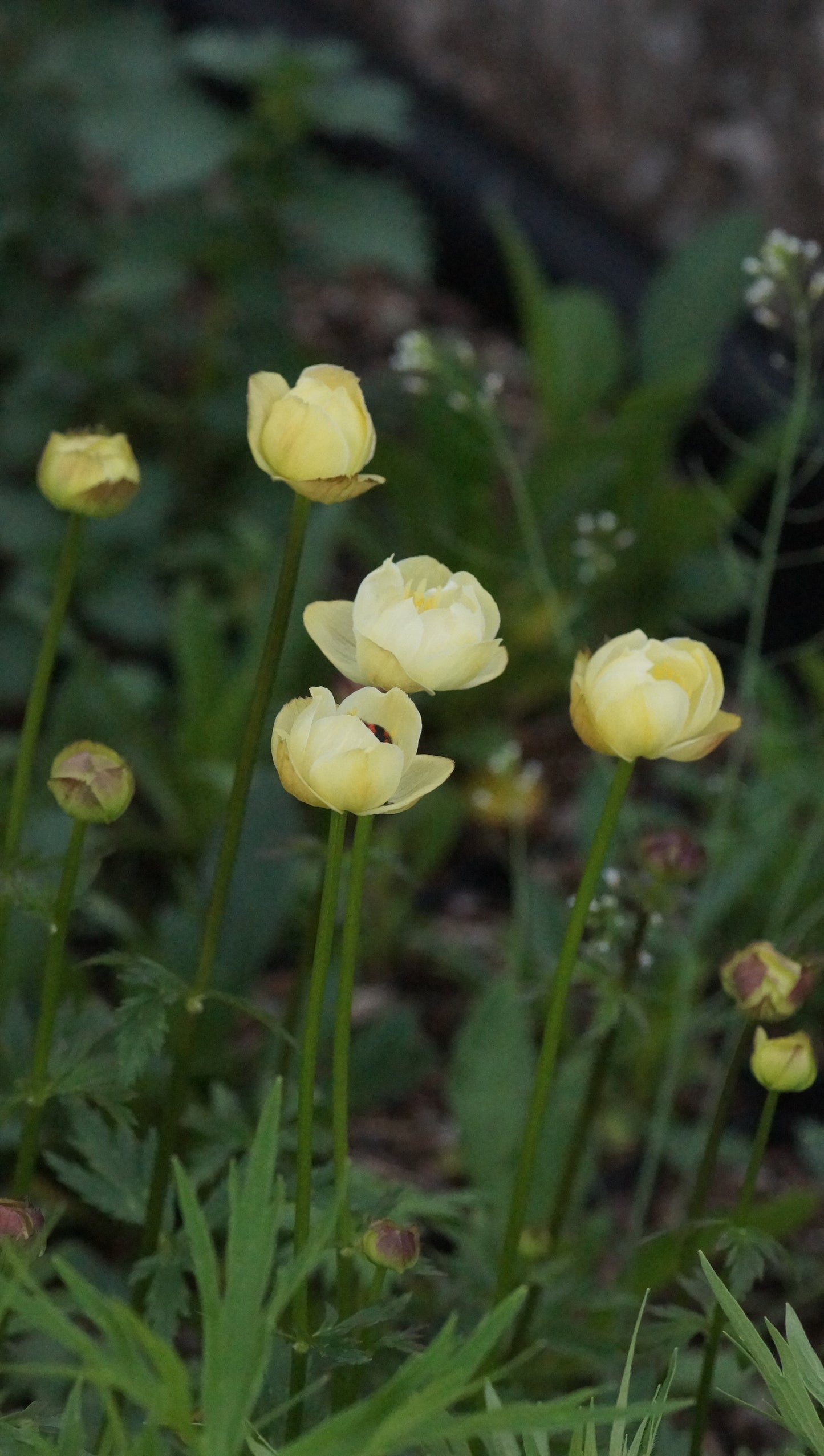 Trollius Hybride 'Alabaster' - Trollblume