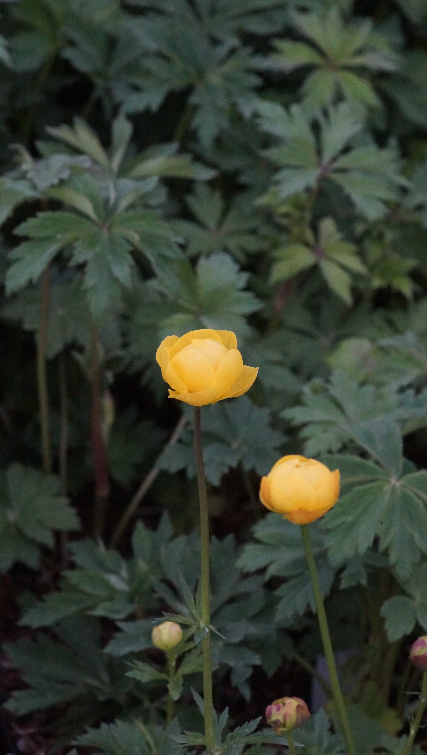 Trollius europaeus 'Lemon Surpreme' - Europäische Trollblume