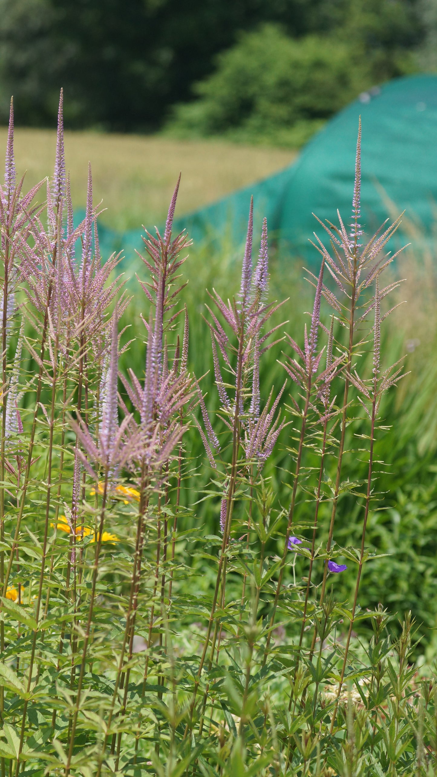 Veronicastrum virginicum 'Adoration' - Kandelaber-Ehrenpreis