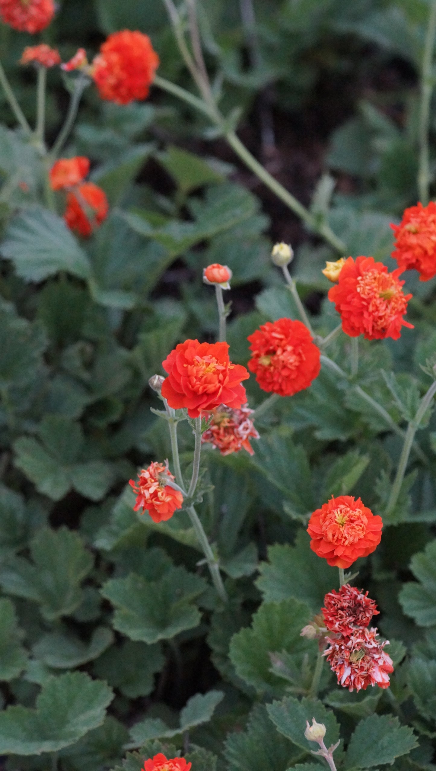 Geum Hybride 'Orange Pumpkin' - Nelkenwurz