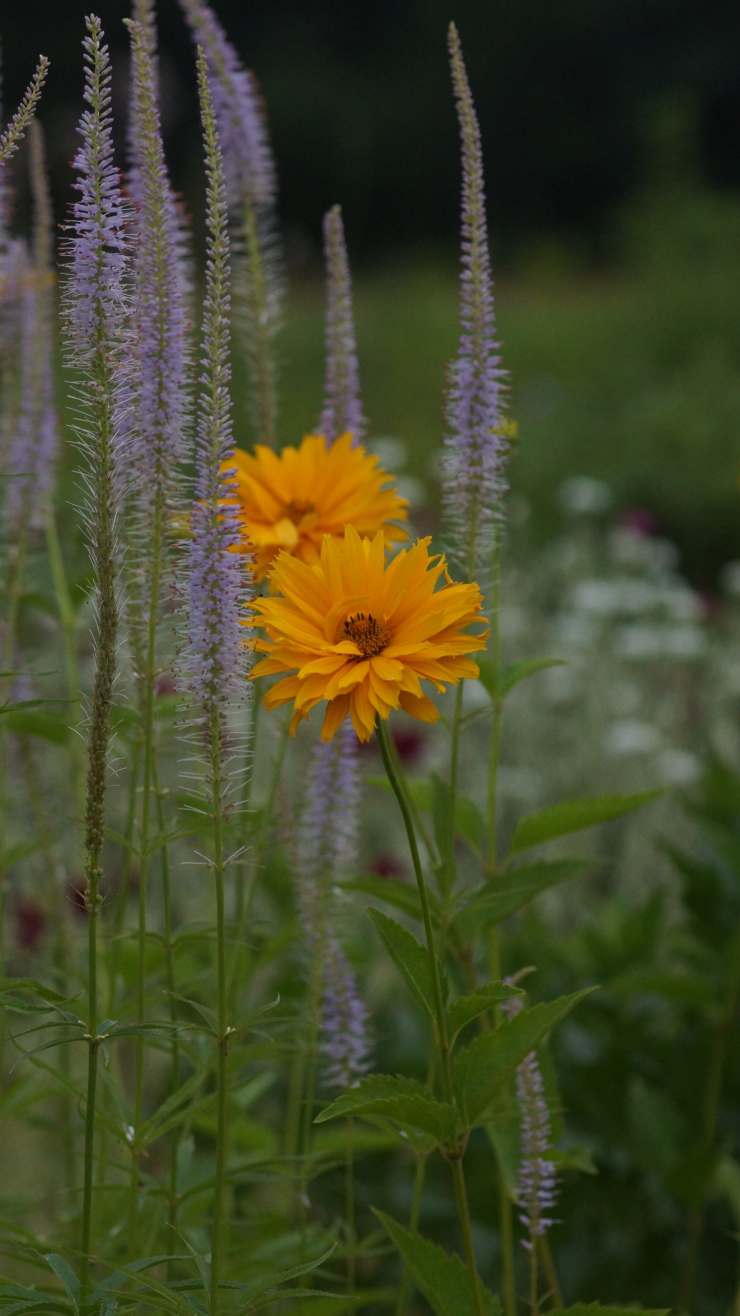 Heliopsis helianthoides var. scabra 'Spitzentänzerin' - Sonnenauge