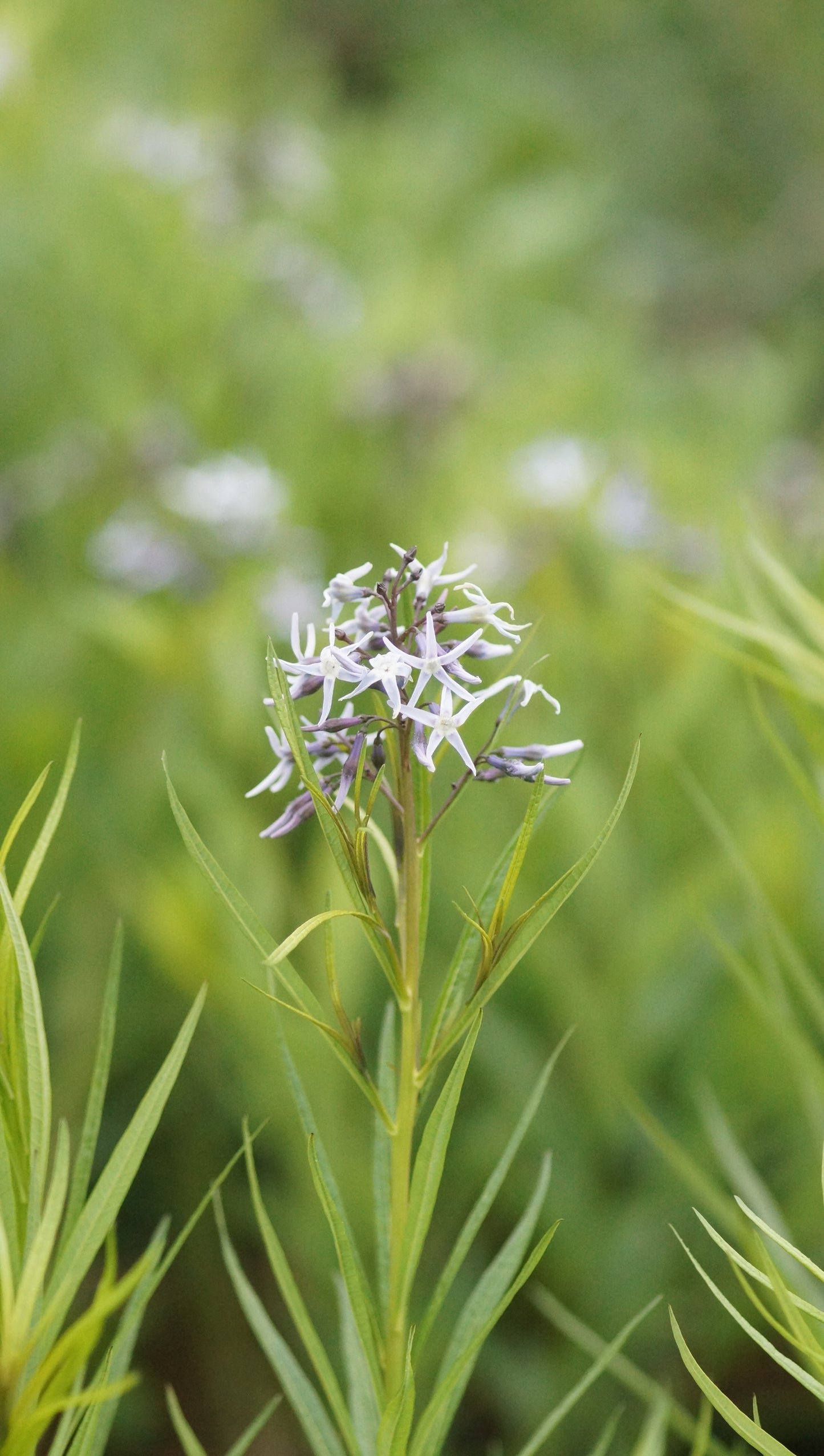 Amsonia ciliata x hubrichtii 'Ernst Pagels' - Blausternbusch