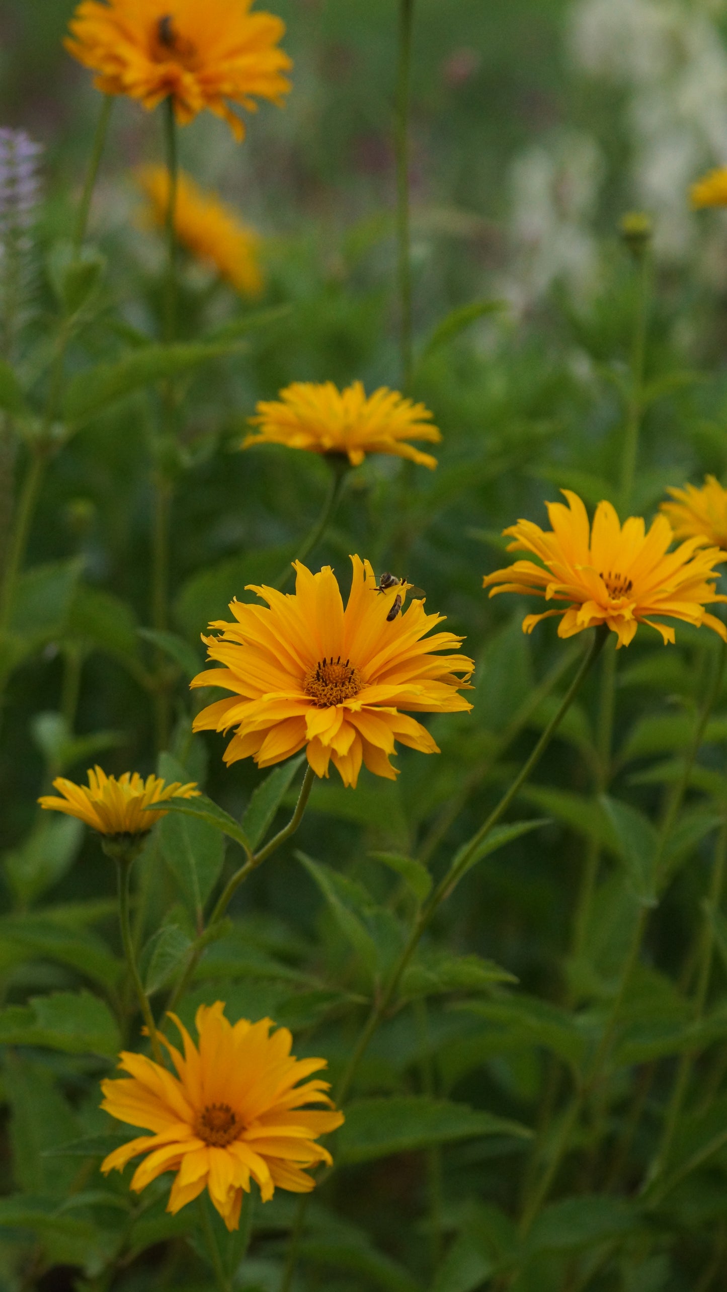 Heliopsis helianthoides var. scabra 'Spitzentänzerin' - Sonnenauge