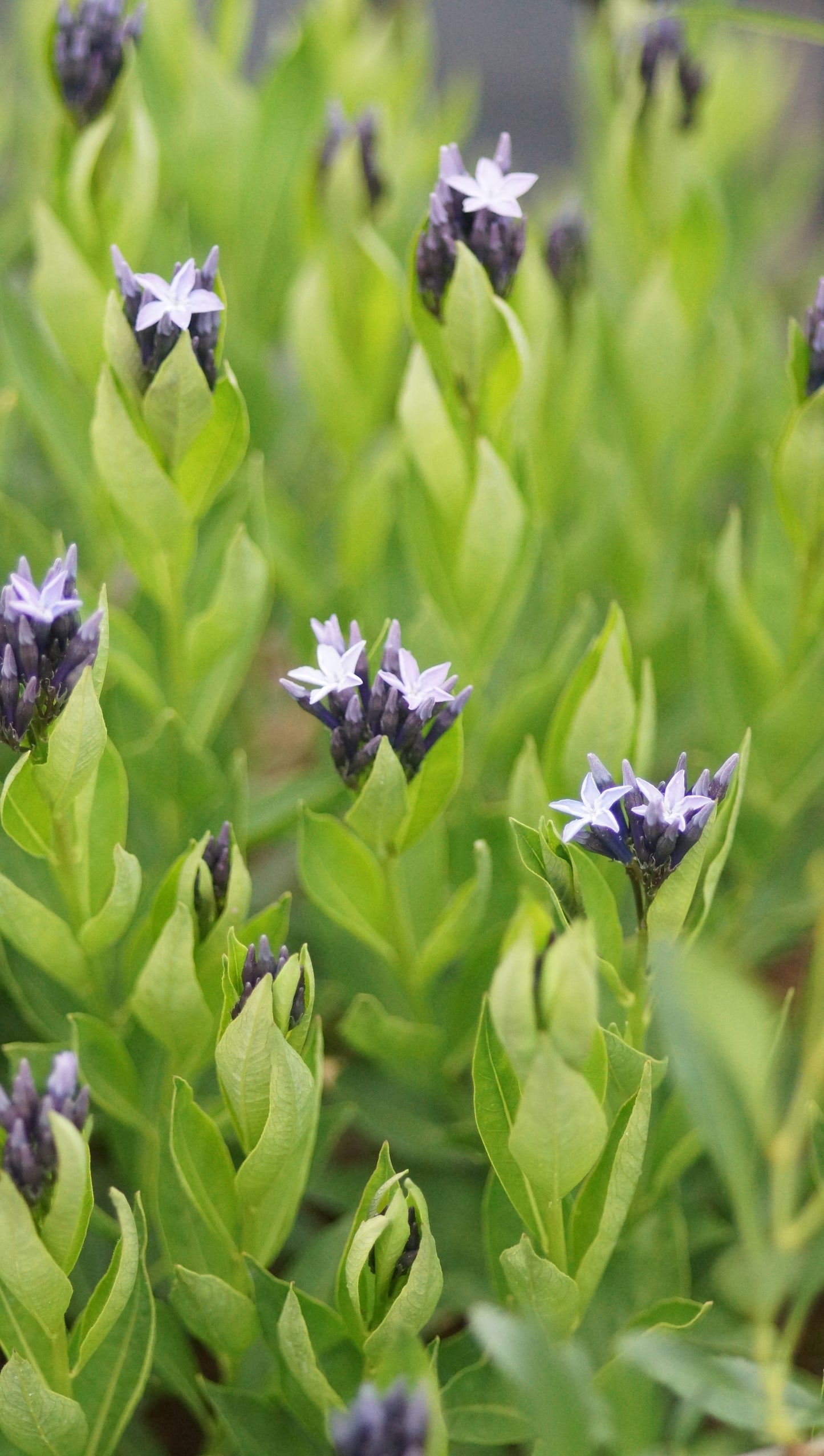 Amsonia tabernaemontana x montana 'Blue Ice' - Blausternbusch