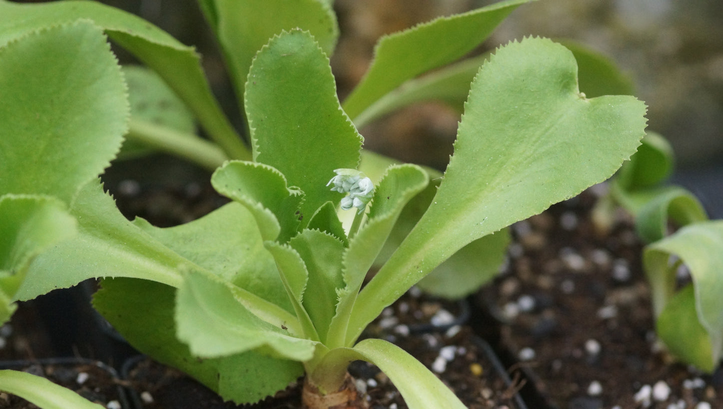 Primula palinuri - Kap-Palinuri-Primel