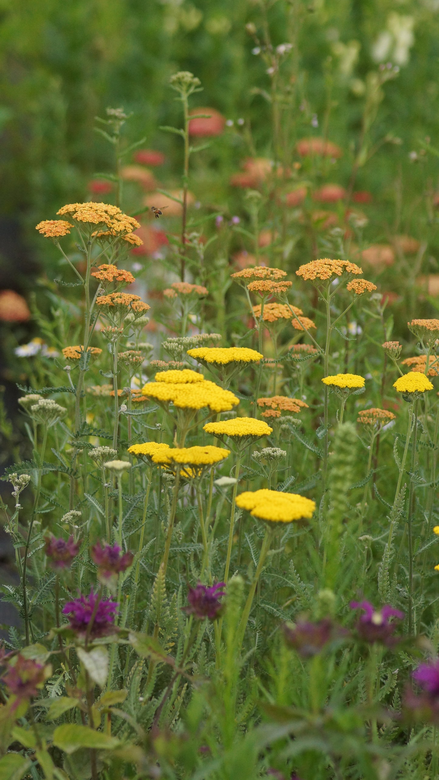 Achillea filipendulina 'Conoration Gold' - Schafgarbe