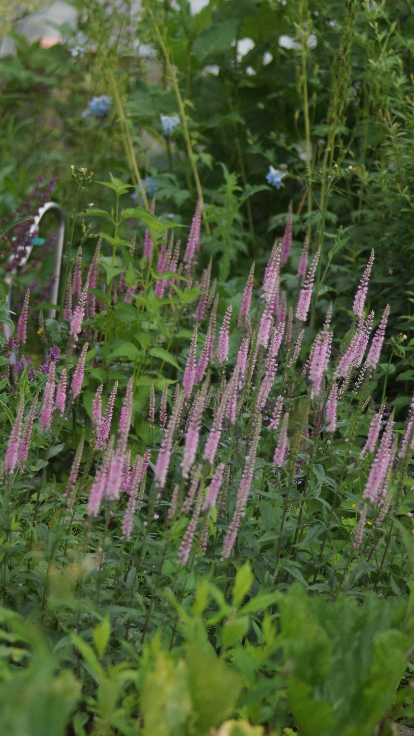 Veronica longifolia 'Pink Damask' - Wiesen-Ehrenpreis