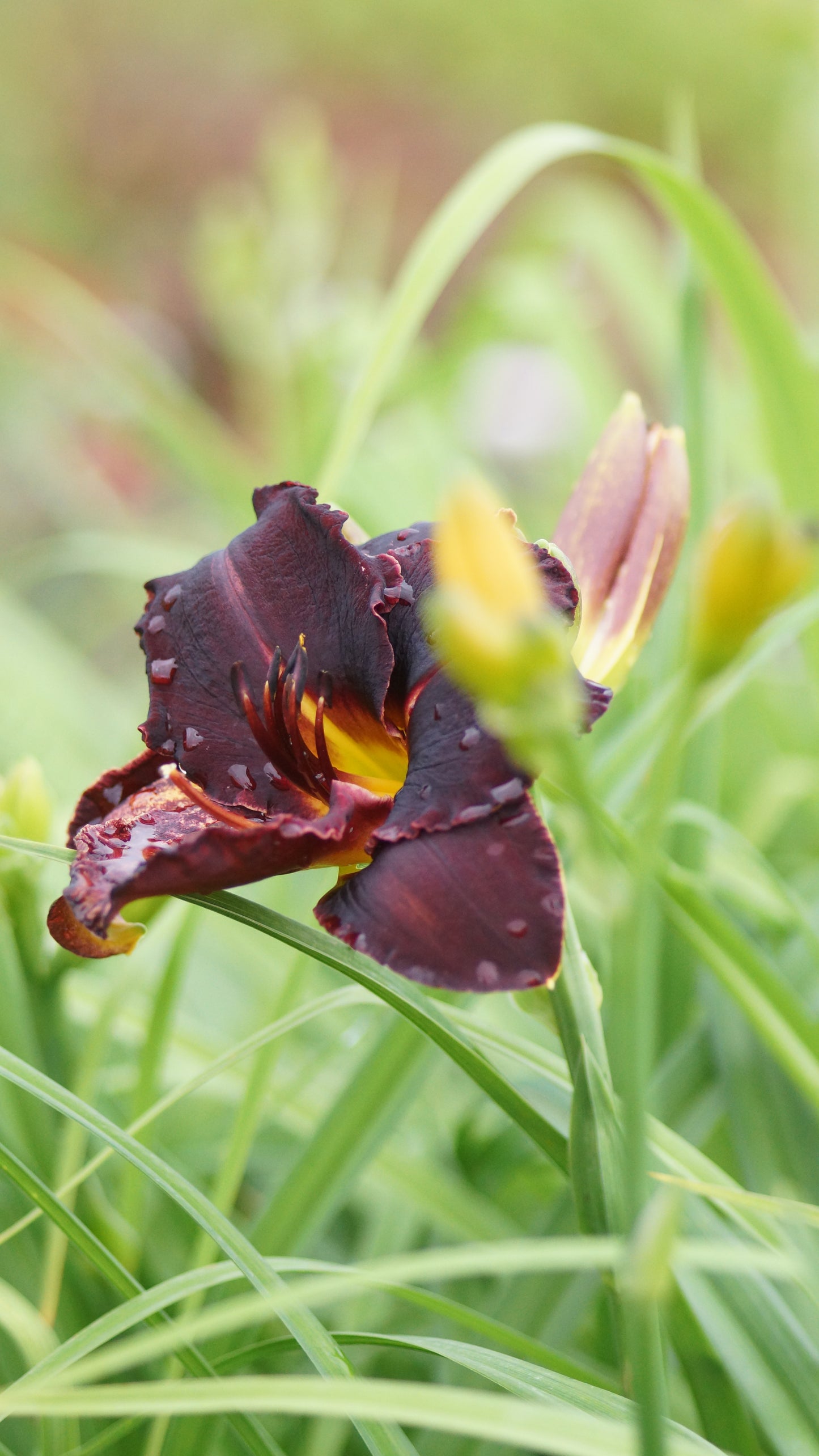 Hemerocallis Hybride 'Longfield Black Magic' - Taglilie