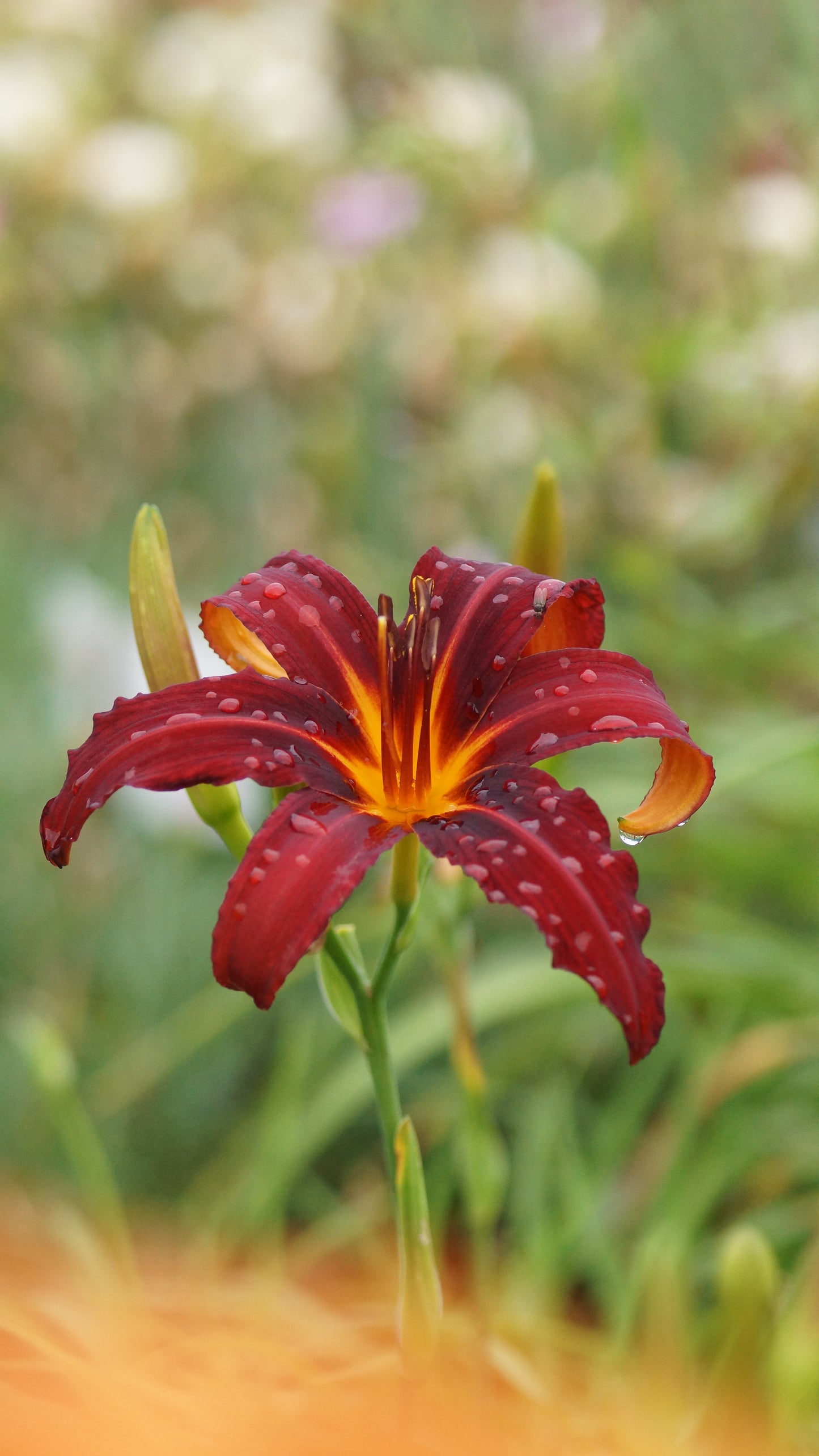 Hemerocallis Hybride 'Crimson Pirate' - Taglilie