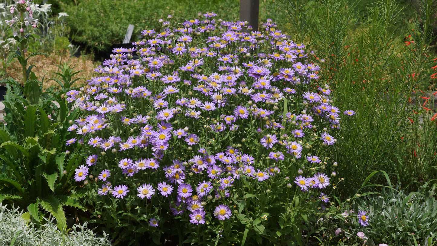 Aster x frikartii 'Floras Delight' - Frikarts Aster