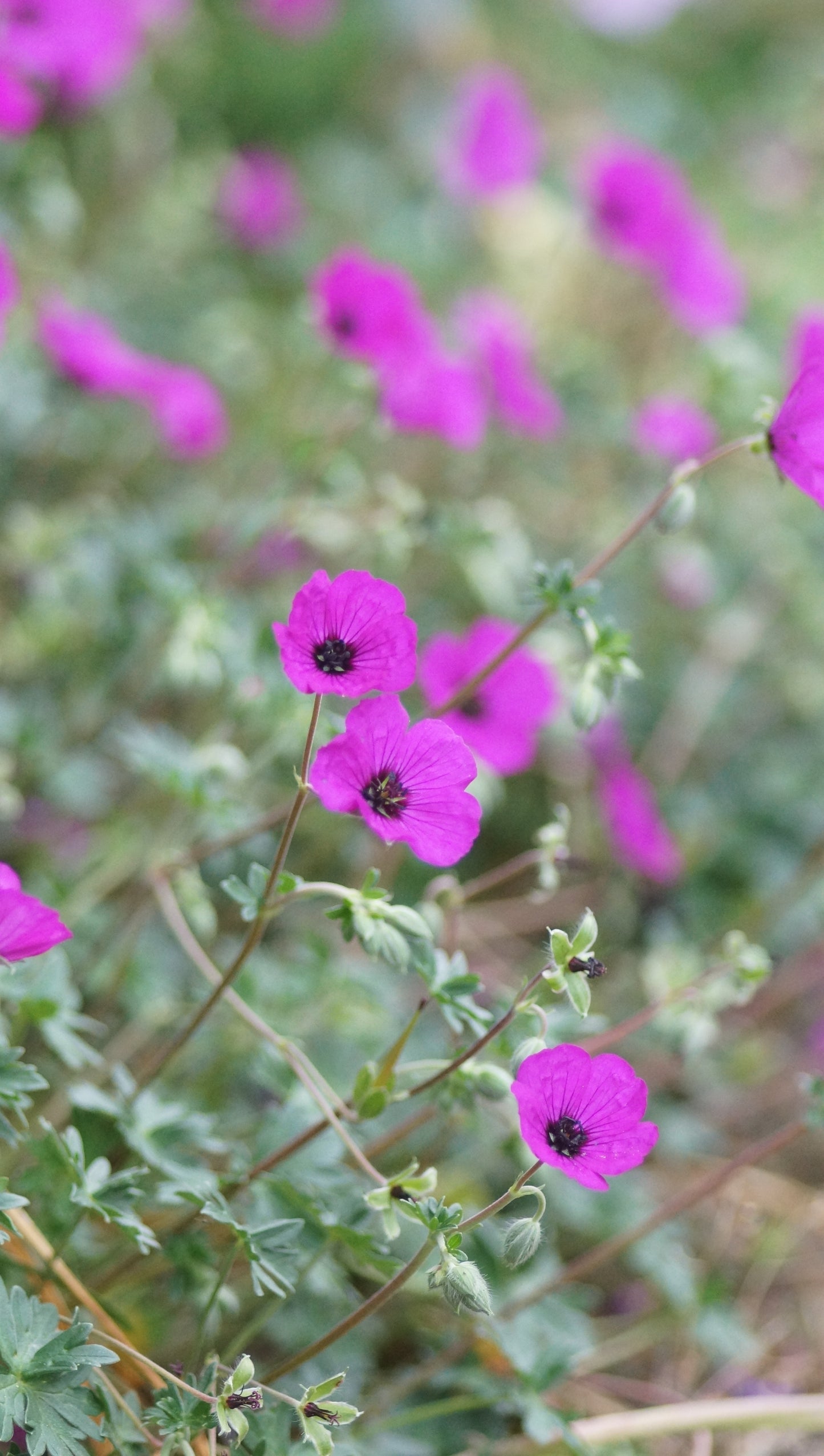 Geranium cinereum var. subcaulescens - Aschgrauer Storchschnabel