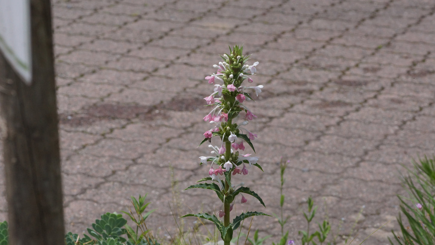 Morina longifolia - Elfendistel